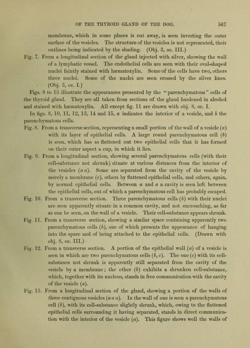 membrane, which in some places is cut away, is seen investing the outer surface of the vesicles. The structure of the vesicles is not represented, their outlines being indicated by the shading. (Obj. 3, oc. III.) Fig. 7. From a longitudinal section of the gland injected with silver, showing the wall of a lymphatic vessel. The endothelial cells are seen with their oval-shaped nuclei faintly stained with haematoxylin. Some of the cells have two, others three nuclei. Some of the nuclei are seen crossed by the silver lines. (Obj. 3, oc. I.) Figs. 8 to 15 illustrate the appearances presented by the “parenchymatous” cells of the thyroid gland. They are all taken from sections of the gland hardened in alcohol and stained with haematoxylin. All except fig. 11 are drawn with obj. 8, oc. I. In figs. 8, 10, 11, 12, 13, 14 and 15, a indicates the interior of a vesicle, and b the parenchymatous cells. Fig. 8. From a transverse section, representing a small portion of the wall of a vesicle (a) with its layer of epithelial cells. A large round parenchymatous cell (b) is seen, which has so flattened out two epithelial cells that it has formed on their outer aspect a cup, in which it lies. Fig. 9. From a longitudinal section, showing several parenchymatous cells (with their cell-substance not shrunk) situate at various distances from the interior of the vesicles (a a). Some are separated from the cavity of the vesicle by merely a membrane (c), others by flattened epithelial cells, and others, again, by normal epithelial cells. Between a and a a cavity is seen left between the epithelial cells, out of which a parenchymatous cell has probably escaped. Fig. 10. From a transverse section. Three parenchymatous cells (b) with their nuclei are seen apparently situate in a common cavity, and not encroaching, as far as can be seen, on the wall of a vesicle. Their cell-substance appears shrunk. Fig. 11. From a transverse section, showing a similar space containing apparently two parenchymatous cells (&), one of which presents the appearance of hanging into the space and of being attached to the epithelial cells. (Drawn with obj. 8, oc. III.) Fig. 12. From a transverse section. A portion of the epithelial wall (a) of a vesicle is seen in which are two parenchymatous cells (b, c). The one (c) with its cell- substance not shrunk is apparently still separated from the cavity of the vesicle by a membrane ; the other (5) exhibits a shrunken cell-substance, which, together with its nucleus, stands in free communication with the cavity of the vesicle («). Fig. 13. From a longitudinal section of the gland, showing a portion of the walls of three contiguous vesicles (a a a). In the wall of one is seen a parenchymatous cell (b), with its cell-substance slightly shrunk, which, owing to the flattened epithelial cells surrounding it having separated, stands in direct communica- tion with the interior of the vesicle (a). This figure shows well the walls of