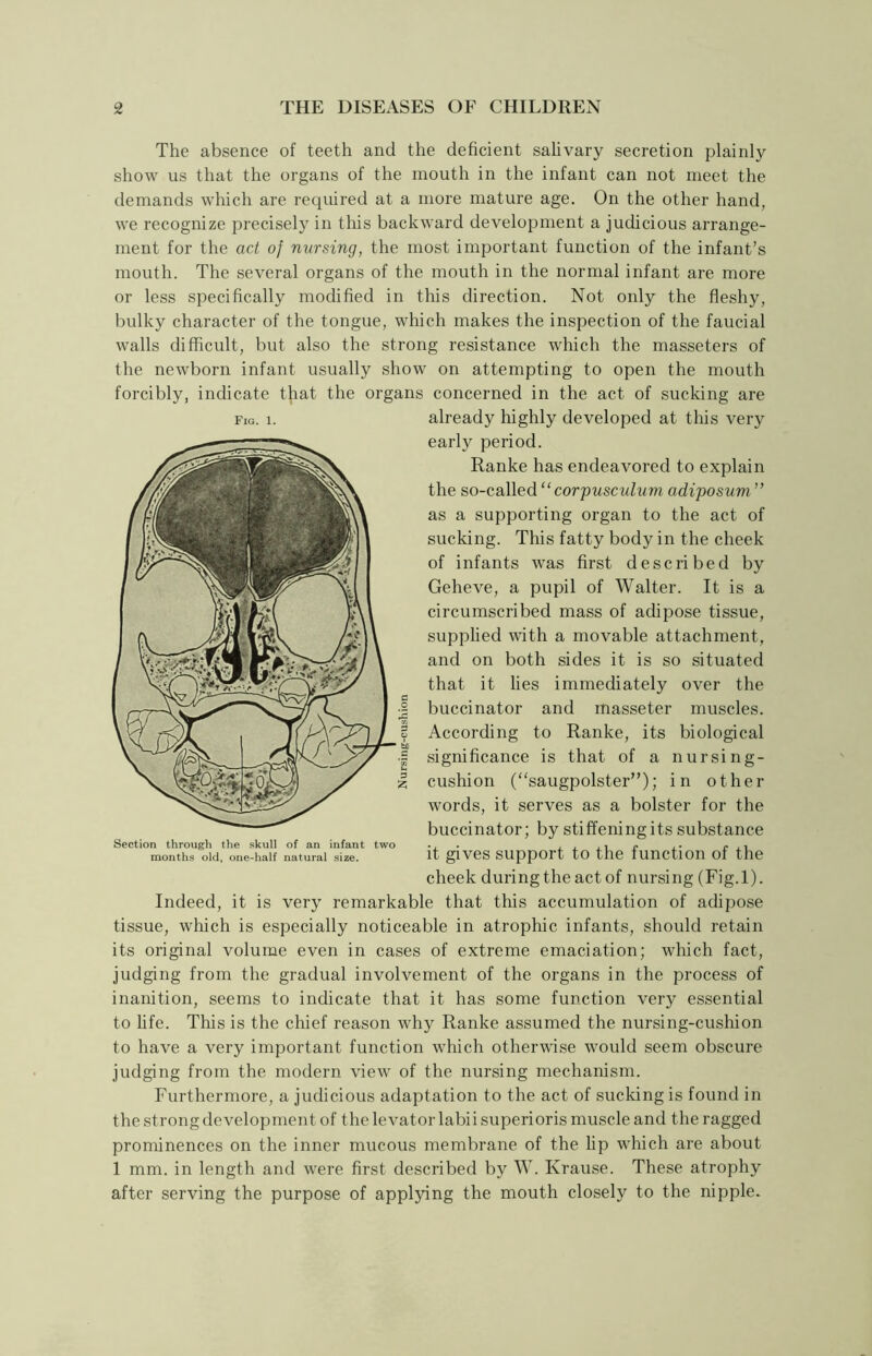 The absence of teeth and the deficient salivary secretion plainly show us that the organs of the mouth in the infant can not meet the demands which are required at a more mature age. On the other hand, we recognize precisely in tins backward development a judicious arrange- ment for the act of nursing, the most important function of the infant’s mouth. The several organs of the mouth in the normal infant are more or less specifically modified in this direction. Not only the fleshy, bulky character of the tongue, which makes the inspection of the faucial walls difficult, but also the strong resistance which the masseters of the newborn infant usually show on attempting to open the mouth forcibly, indicate that the organs concerned in the act of sucking are already highly developed at this very early period. Ranke has endeavored to explain the so-called “ corpusculum adiposum” as a supporting organ to the act of sucking. This fatty body in the cheek of infants was first described by Geheve, a pupil of Walter. It is a circumscribed mass of adipose tissue, supplied with a movable attachment, and on both sides it is so situated that it lies immediately over the buccinator and masseter muscles. According to Ranke, its biological significance is that of a nursing- cushion (“saugpolster”); in other words, it serves as a bolster for the buccinator; by stiffening its substance it gives support to the function of the cheek during the act of nursing (Fig.l). Indeed, it is very remarkable that this accumulation of adipose tissue, which is especially noticeable in atrophic infants, should retain its original volume even in cases of extreme emaciation; which fact, judging from the gradual involvement of the organs in the process of inanition, seems to indicate that it has some function very essential to life. This is the chief reason why Ranke assumed the nursing-cushion to have a very important function which otherwise would seem obscure judging from the modern view of the nursing mechanism. Furthermore, a judicious adaptation to the act of sucking is found in the strong development of the levator labii superioris muscle and the ragged prominences on the inner mucous membrane of the lip which are about 1 mm. in length and were first described by W. Krause. These atrophy after serving the purpose of applying the mouth closely to the nipple. Fig. 1. Section through the skull of an infant two months old, one-half natural size.