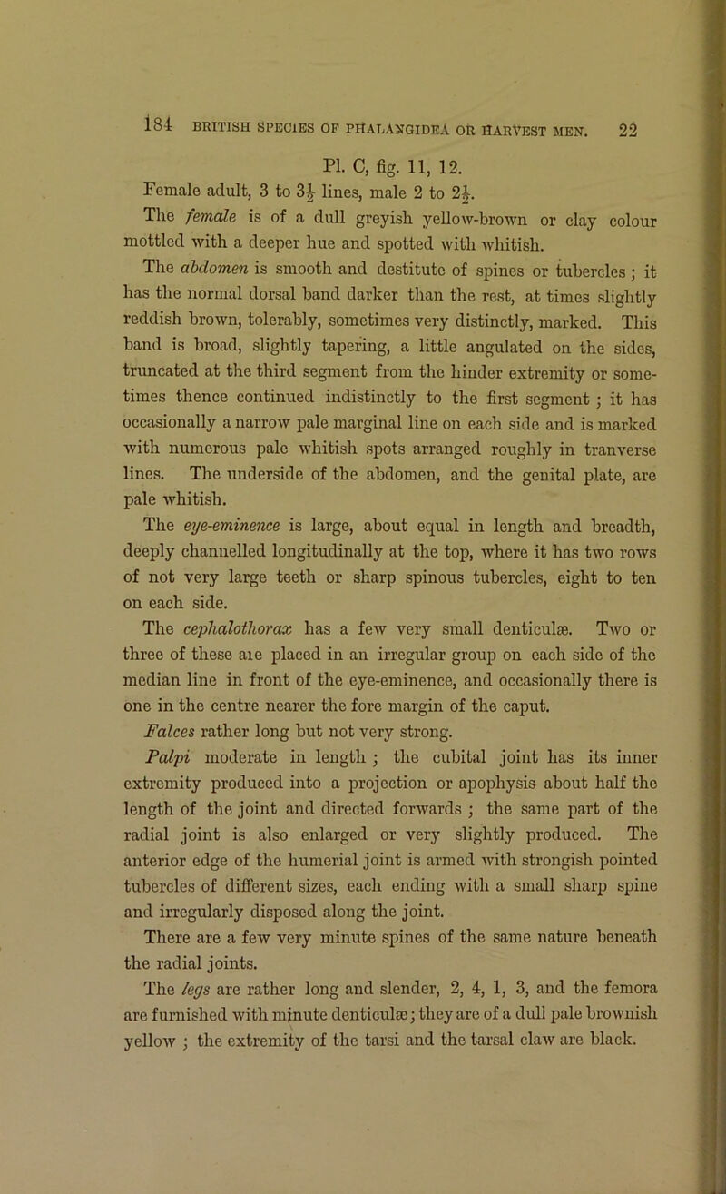 PI. C, fig. 11, 12. Female adult, 3 to 3J lines, male 2 to 2|. The female is of a dull greyish yellow-brown or clay colour mottled with a deeper hue and spotted with whitish. The abdomen is smooth and destitute of spines or tubercles; it has the normal dorsal band darker than the rest, at times slightly reddish brown, tolerably, sometimes very distinctly, marked. This band is broad, slightly tapering, a little angulated on the sides, truncated at the third segment from the hinder extremity or some- times thence continued indistinctly to the first segment ; it has occasionally a narrow pale marginal line on each side and is marked with numerous pale whitish spots arranged roughly in tranverse lines. The underside of the abdomen, and the genital plate, are pale whitish. The eye-eminence is large, about equal in length and breadth, deeply channelled longitudinally at the top, where it has two rows of not very large teeth or sharp spinous tubercles, eight to ten on each side. The cephalothorax has a few very small denticular Two or three of these aie placed in an irregular group on each side of the median line in front of the eye-eminence, and occasionally there is one in the centre nearer the fore margin of the caput. Falces rather long but not very strong. Palpi moderate in length ; the cubital joint has its inner extremity produced into a projection or apophysis about half the length of the joint and directed forwards ; the same part of the radial joint is also enlarged or very slightly produced. The anterior edge of the humerial joint is armed with strongish pointed tubercles of different sizes, each ending with a small sharp spine and irregularly disposed along the joint. There are a few very minute spines of the same nature beneath the radial joints. The legs are rather long and slender, 2, 4, 1, 3, and the femora are furnished with minute denticulao; they are of a dull pale brownish yellow ; the extremity of the tarsi and the tarsal claw are black.