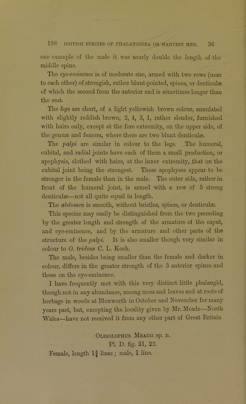 one example of the male it was nearly double the length of the middle spine. The eye-eminence is of moderate size, armed with two rows (near to each other) of strongish, rather blunt-pointed, spines, or denticulse of which the second from the anterior end is sometimes longer than the rest. The legs are short, of a light yellowish brown colour, annulated with slightly reddish brown, 2, 4, 3, 1, rather slender, furnished with hairs only, except at the fore extremity, on the upper side, of the genua; and femora, where there are two blunt denticulte. The palpi are similar in colour to the legs. The humeral, cubital, and radial joints have each of them a small production, or apophysis, clothed with hairs, at the inner extremity, that on the cubital joint being the strongest. These apophyses appear to bo stronger in the female than in the male. The outer side, rather in front of the humeral joint, is armed with a row of 5 strong denticulte—not all quite equal in length. The abdomen is smooth, without bristles, spines, or denticulse. This species may easily be distinguished from the two preceding by the greater length and strength of the armature of the caput, and eye-eminence, and by the armature and other parts of the structure of the palpi. It is also smaller though very similar in colour to 0. tridens C. L. Koch. The male, besides being smaller than the female and darker in colour, differs in the greater strength of the 3 anterior spines and those on the eye-eminence. I have frequently met with this very distinct little pbalangid, though not in any abundance, among moss and leaves and at roots of herbage in woods at Bloxworth in October and November for many years past, but, excepting the locality given by Mr. Meade—North Wales—have not received it from any other part of Great Britain Oligolophus Meadii sp. n. PI. D. fig. 21, 22. Female, length If lines; male, 1 line.