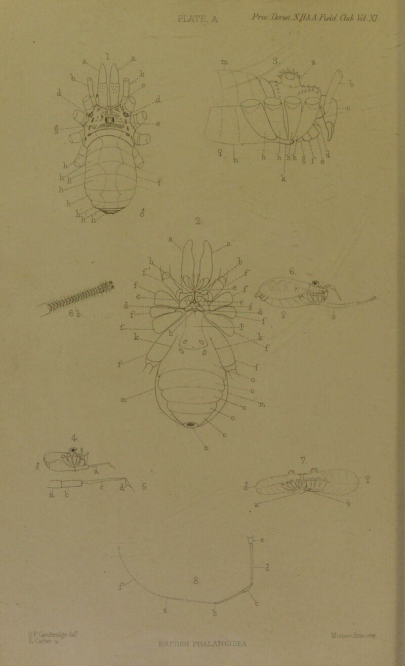 PLATE, A. Proc Dmel.NJI&AFM Club VolXI BFUTJSH P11ALANGLDJTA Mintern Eros.: mp