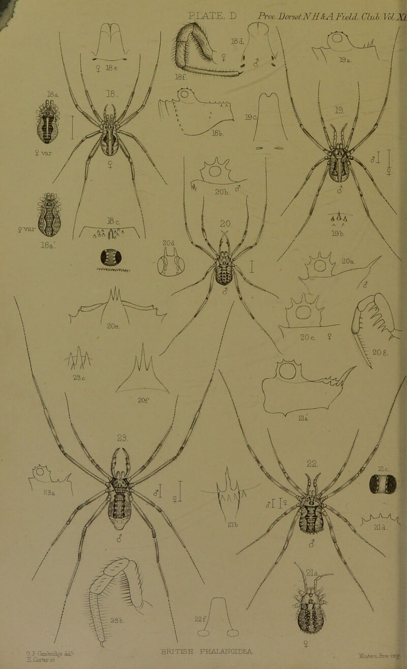 .Proc. Dorset. ]\rH&A Field Clvl VoC XL ‘*^VVWVV**WW BRITISH PHAIANGTDEA