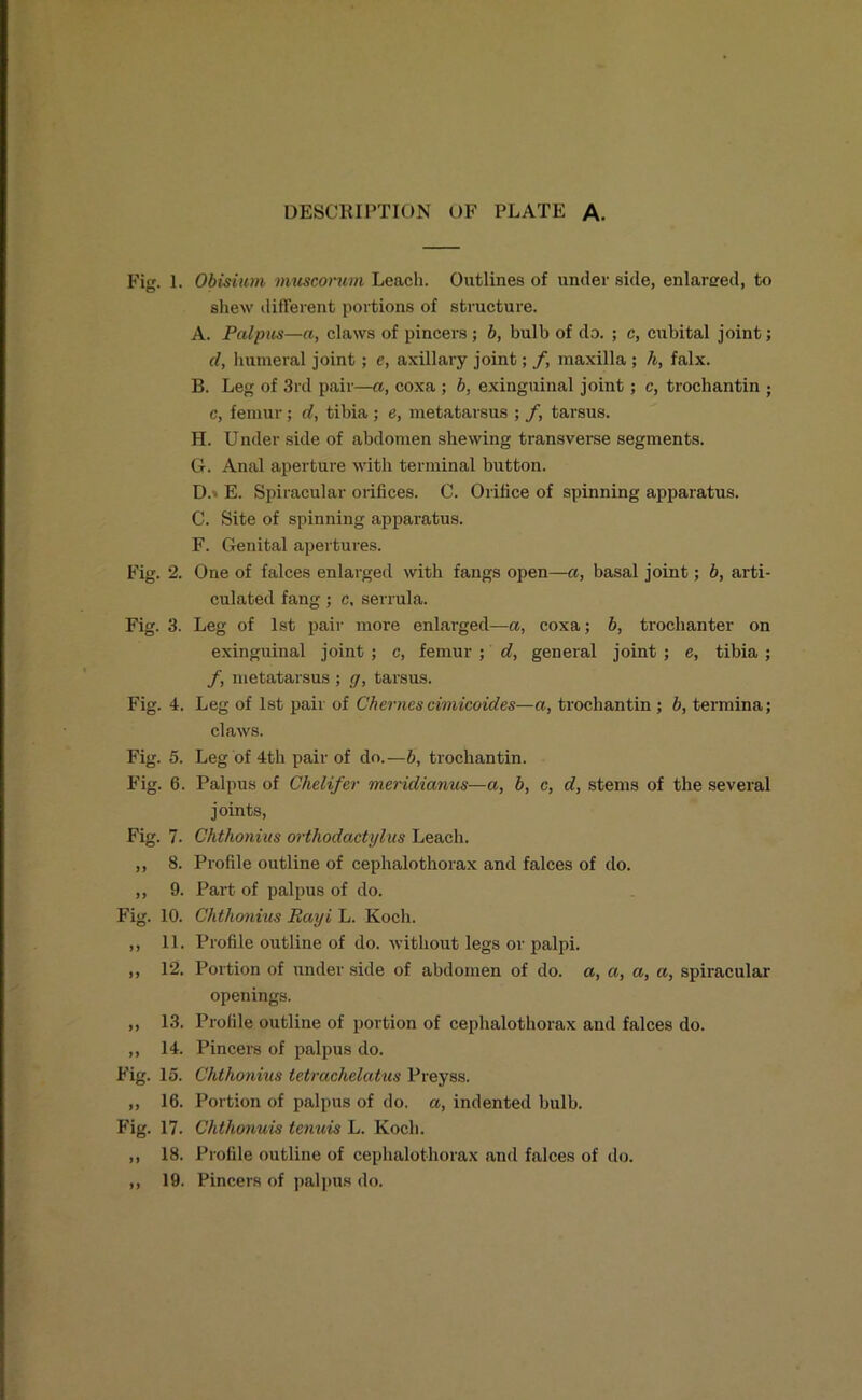 Fig. 1. Obisium muscornvi Leach. Outlines of under side, enlarged, to shew different portions of structure. A. Palpus—a, claws of pincers ; b, bulb of do. ; c, cubital joint; d, humeral joint; e, axillary joint; f, maxilla ; h, falx. B. Leg of 3rd pair—a, coxa ; b, exinguinal joint; c, trochantin ; c, femur; d, tibia ; e, metatarsus ; /, tarsus. H. U nder side of abdomen shewing transverse segments. 6. Anal aperture with terminal button. Do E. Spiracular orifices. C. Orifice of spinning apparatus. C. Site of spinning apparatus. F. Genital apertures. Fig. 2. One of falces enlarged with fangs open—a, basal joint; b, arti- culated fang ; c, serrula. Fig. 3. Leg of 1st pair more enlarged—a, coxa; b, trochanter on exinguinal joint ; c, femur ; d, general joint ; e, tibia ; /, metatarsus ; g, tarsus. Fig. 4. Leg of 1st pair of Chernes cimicoides—a, trochantin ; b, termina; claws. Fig. 5. Leg of 4th pair of do.—b, trochantin. Frig. 6. Palpus of Chelifer meridianus—a, b, c, d, stems of the several joints, Fig. 7. Chthonius orthodactylus Leach. ,, 8. Profile outline of cephalothorax and falces of do. ,, 9. Part of palpus of do. Fig. 10. Chthonius Rayi L. Koch. ,, 11. Profile outline of do. without legs or palpi. ,, 12. Portion of under side of abdomen of do. a, a, a, a, spii’acular openings. ,, 13. Profile outline of portion of cephalothorax and falces do. ,, 14. Pincers of palpus do. Frig. 15. Chthonius tetrachelatus Preyss. ,, 16. Portion of palpus of do. a, indented bulb. Fig. 17. Chthonuis tenuis L. Koch. ,, 18. Profile outline of cephalothorax and falces of do. ,, 19. Pincers of palpus do.