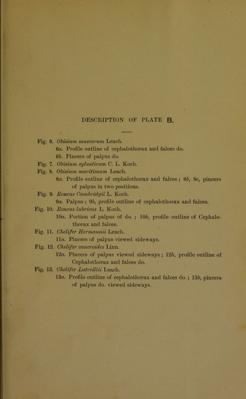 Fig. 6. Obisium muscomm Leach. 6a. Profile outline of cephalotliorax and falces do. 65. Pincers of palpus do. Fig. 7. Obisium sylvctticum C. L. Koch. Fig. 8. Obisium maritimum Leach. 8a. Profile outline of cephalotliorax and falces; 85, 8c, pincers of palpus in two positions. Fig. 9. Roncus Cambridgii L. Koch. 9a. Palpus ; 95, profile outline of cephalotliorax and falces. Fig. 10. Roncus lubricus L. Koch. 10a. Portion of palpus of do. ; 105, profile outline of Cephalo- thorax and falces. Fig. 11. Ghelifer Hermannii Leach. 11a. Pincers of palpus viewed sideways. Fig. 12. Ghelifer cancroides Linn. 12a. Pincers of palpus viewed sideways; 125, profile outline of Cephalotliorax and falces do. Fig. 13. Ghelifer Latreillii Leach. 13a. Profile outline of cephalotliorax and falces do.; 135, pincers of palpus do. viewed sideways.