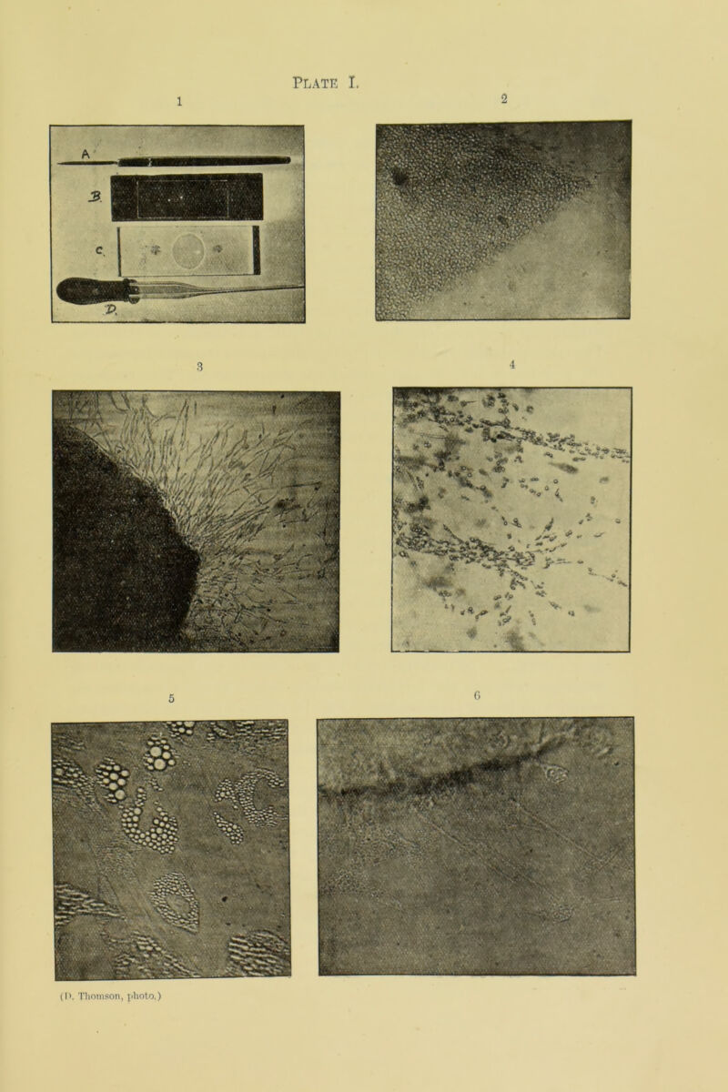 1 5 6 wmrwm A 'if'. 'S$% u. (I>. Tlioiiison, iiholo.)