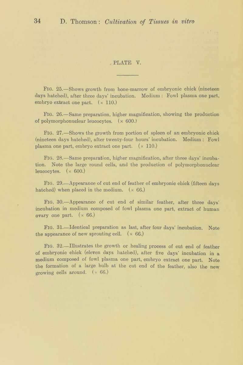 PLATE V. Fig. 25.—Shows growTh from bone-marrow of embryonic chick (nineteen days hatched), after three days’ incubation. Medium : Fowl plasma one part, embryo extract one part, (x 110.) Fig. 26.—Same preparation, higher magnification, showing the production of polymorphonuclear leucocytes, (x 600.) Fig. 27.—Shows the growth from portion of spleen of an embryonic chick (nineteen days hatched), after twenty-four hours’ incubation. Medium : Fowl plasma one part, embryo extract one part, (x 110.) Fig. 28.—Same preparation, higher magnification, after three days’ incuba- tion. Note the large round cells, and the production of polymorphonuclear leucocytes. (x 600.) Fig. 29.—Appearance of cut end of feather of embryonic chick (fifteen days hatched) when placed in the medium, (x 66.) Fig. 30.—Appearance of cut end of similar feather, after three days’ incubation in medium composed of fowl plasma one part, extract of human ovary one part, (x 66.) Fig. 31.—Identical preparation as last, after four days’ incubation. Note the appearance of new sprouting cell. (x 66.) Fig. 32.—Illustrates the growth or healing process of cut end of feather of embryonic chick (eleven days hatched), after five days’ incubation in a medium composed of fowl plasma one part, embryo extract one part. Note the formation of a large bulb at the cut end of the feather, also the new growing cells around. (x 66.)