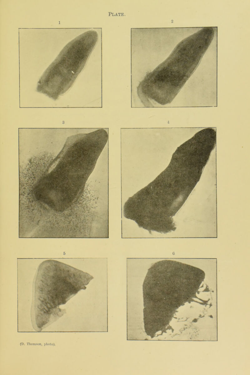 Plate 2 (I). Thomson, idioto),