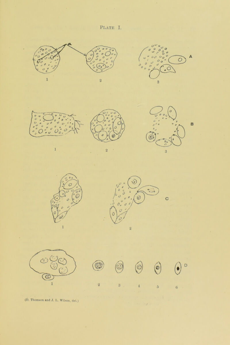 (D. Thomson and J. L. Wilson, del.)