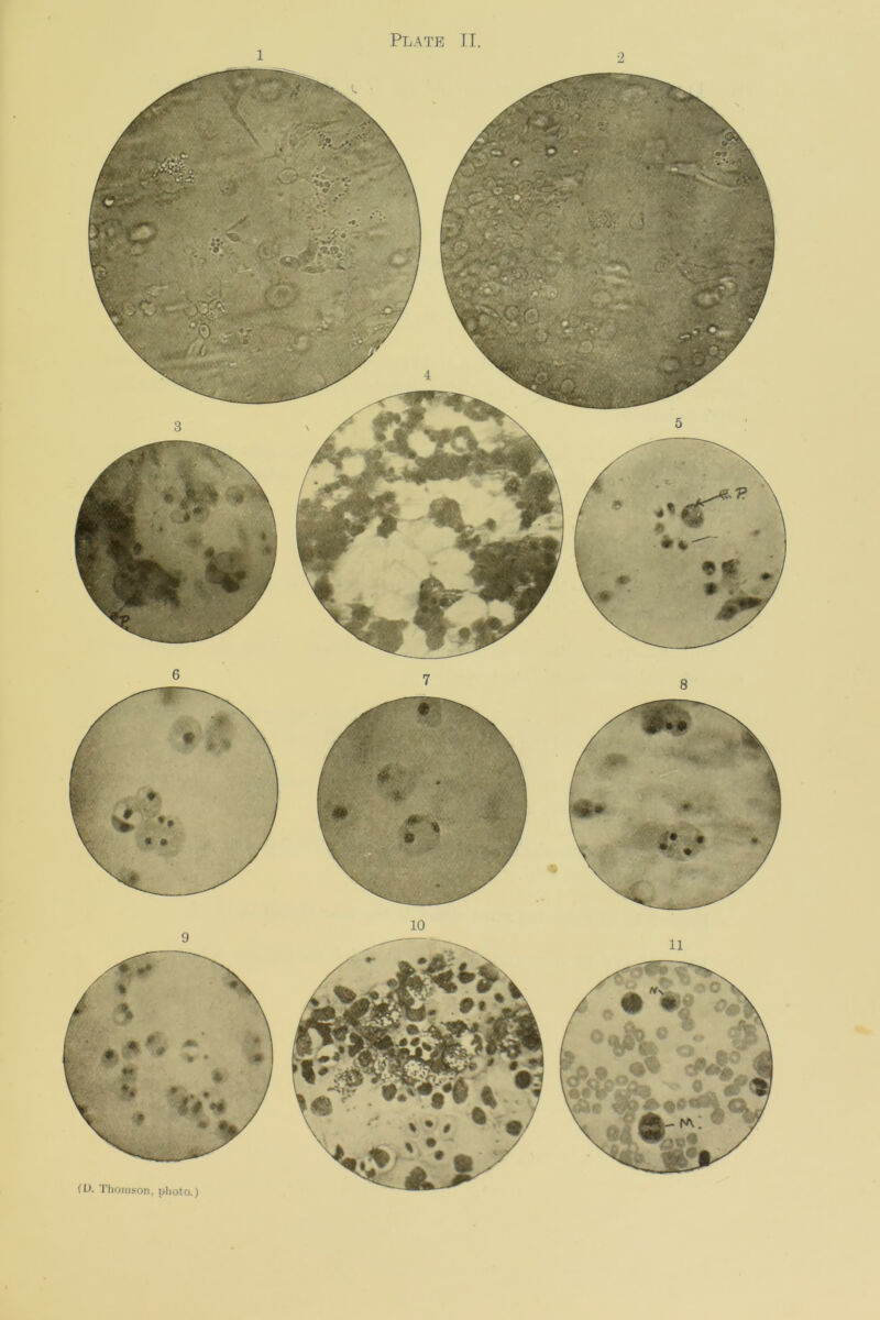 1 fU. Thomson, plioto.)