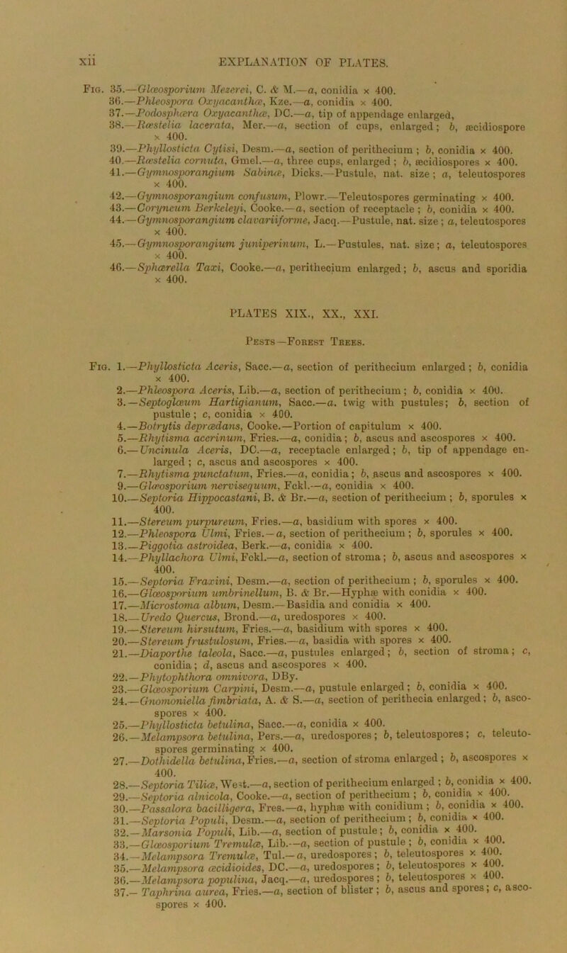 Fig. 35.—Glceosporium Mezerei, C. & M.—a, conidia x 400. 36. —Phleospora, Oxyacanthce, Kze.—a, conidia x 400. 37. —Podosphcera Oxyacanthcc, DC.—a, tip of appendage enlarged, 38. —Bcestelia lacerata, Mer.—a, section of cups, enlarged; b, a;cidiospore x 400. 39. —Phyllosticta Cylisi, Desm.—a, section of perithecium ; b, conidia x 400. 40. —Bcestelia corwuta, Gmel.—a, three cups, enlarged ; b, aecidiospores x 400. 41. —Gymnosporangium Sabvue, Dicks.—Pustule, nat. size ; a, teleutospores x 400. 42. —Gymnosporangium confusum, Plowr.—Teleutospores germinating x 400. 43. —Coryneum Berkeleyi, Cooke.—a., section of receptacle ; b, conidia x 400. 44. —Gymnosporangium clavariiforme, Jacq.—Pustule, nat. size; a, teleutospores x 400. 45. —Gymnosporangium juniperinum, L.—Pustules, nat. size; a, teleutospores x 400. 46. — Sphcerella Taxi, Cooke.—a, perithecium enlarged; b, ascus and sporidia x 400. PLATES XIX., XX., XXI. Pests—Forest Trees. Fig. 1.—Phyllosticta Aceris, Sacc.—a, section of perithecium enlarged ; b, conidia x 400. 2.—Phleospora Aceris, Lib.—a, section of perithecium; b, conidia x 400. ‘d.—Septoglceum Hartigianum, Sacc.—a. twig with pustules; b, section of pustule ; c, conidia x 400. 4. —Botrytis deprcedans, Cooke.—Portion of capitulum x 400. 5. —Rhytisma accrinum, Fries.—a, conidia; b, ascus and ascospores x 400. 6. — XJncinula Aceris, DC.—a, receptacle enlarged; b, tip of appendage en- larged ; c, ascus and ascospores x 400. 7. —Rhytismapunctatum, Fries.—a, conidia; b, ascus and ascospores x 400. 9.—GUeosporium nervisequum, Fckl.—a, conidia x 400. 10 Septoria Hippocastani, B. & Br.—a, section of perithecium ; b, sporules x 400. 11. —Stereum purpureum, Fries.—a, basidium with spores x 400. 12. —Phleospora TJlmi, Fries. —a, section of perithecium ; 6, sporules x 400. 13. —Piggotia astroidea, Berk.—a, conidia x 400. 14. —Phyllachora Ulmi,Fckl.—a, section of stroma; b, ascus and ascospores x 400. 15. —Septoria Fraxini, Desm.—a, section of perithecium ; b, sporules x 400. 16. —Glceosporium umbrineUum, B. & Br.—Hyphse with conidia x 400. 17. —Microstoma album, Desm.—Basidia and conidia x 400. 18 Uredo Quercus, Brond.—a, uredospores x 400. 19. —Stereum hirsutum, Fries.—a, basidium with spores x 400. 20. —Stereum frustulosum, Fries.—a, basidia with spores x 400. 21. —Diaporthe talcola, Sacc.—a, pustules enlarged; b, section of stroma; c, conidia; d, ascus and ascospores x 400. 22. —Phytophthora omnivora, DBy. 23. —Glceosporium Carpini, Desm.—a, pustule enlarged ; b, conidia x 400. 24. —GnomoniellaJimbriata, A. & S.—a, section of perithecia enlarged; b, asco- spores x 400. 25. —Phyllosticta betulina, Sacc.—a, conidia x 400. 26. —Melampsora betulina, Pers.—a, uredospores; b, teleutospores; c, teleuto- spores germinating x 400. 27. —Dothidella betulina, Fries.—a, section of stroma enlarged; b, ascospores x 400. ... 28. —Septoria Tilice, West.—a, section of perithecium enlarged ; b, conidia x 400. 29. —Septoria alnicola, Cooke.—a, section of perithecium ; b, conidia x 400. 30. —Passalora bacilligera, Fres.— a, liypliae with eonidium ; b, conidia x 400. 31. —Septoria Populi, Desm.—a, section of perithecium ; b, conidia x 400. 32. —Marsonia Populi, Lib.—a, section of pustule; b, conidia x 400. 33. —Glceosporium Tremulce, Lib.—a, section of pustule ; b, conidia x 400. 34. —Melampsora Tremulce, Tul.— a, uredospores; b, teleutospores x 410. 35. —Melampsora cecidioides, DC.—a, uredospores; b, teleutospores x 40 h 36. —Melampsora populina, Jacq.—«, uredospores; b, teleutospores x 400. 37. - Taphrina aurea, Fries.—a, section of blister ; b, ascus and spores; c, asco- spores x 400.