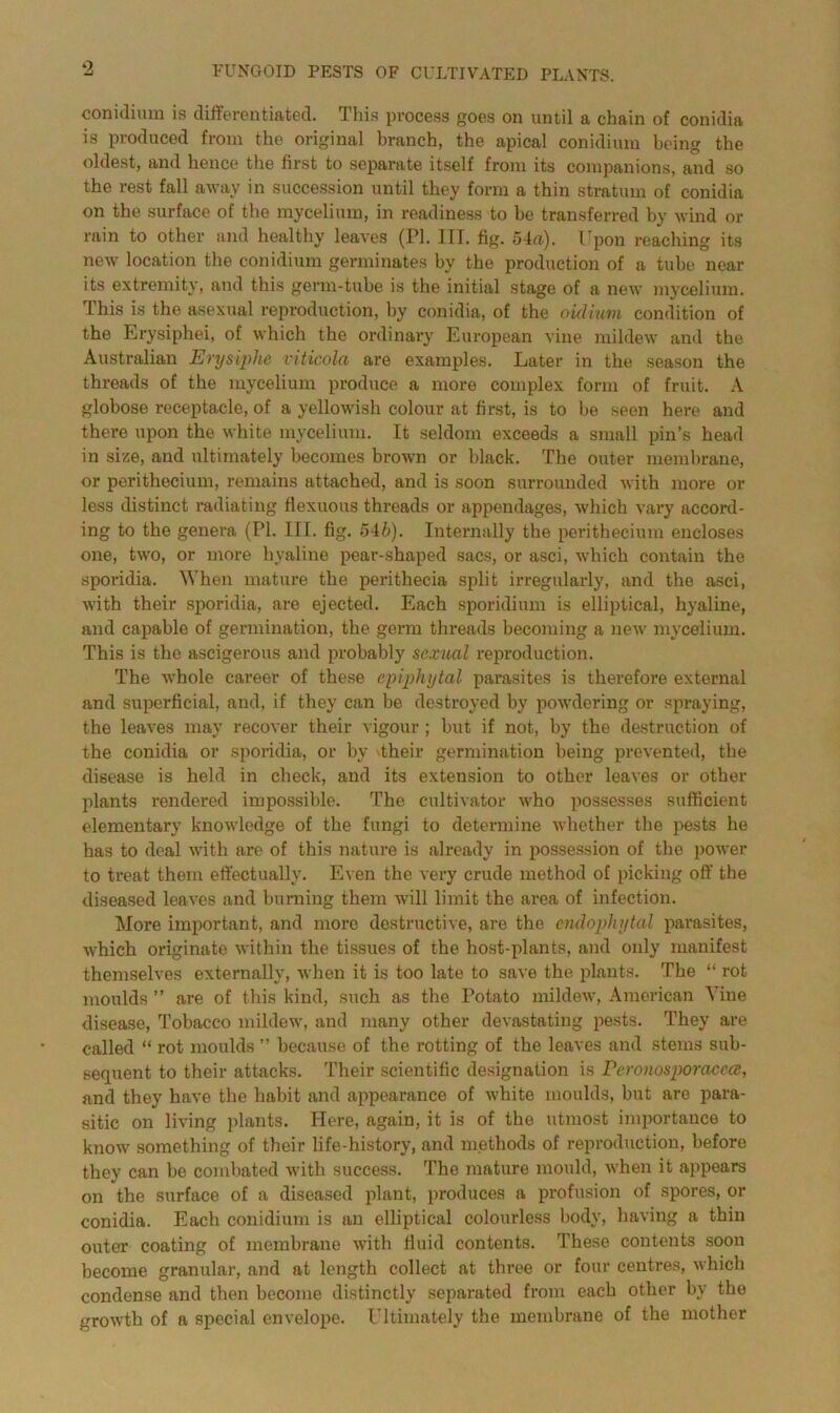 ‘2 conidium is differentiated. This process goes on until a chain of conidia is produced from the original branch, the apical conidium being the oldest, and hence the first to separate itself from its companions, and so the rest fall away in succession until they form a thin stratum of conidia on the surface of the mycelium, in readiness to be transferred by wind or rain to other and healthy leaves (PI. HI. fig. 54a). Upon reaching its new location the conidium germinates by the production of a tube near its extremity, and this germ-tube is the initial stage of a new mycelium. This is the asexual reproduction, by conidia, of the oidium condition of the Erysiphei, of which the ordinary European vine mildew and the Australian Erysiphe viticola are examples. Later in the season the threads of the mycelium produce a more complex form of fruit. A globose receptacle, of a yellowish colour at first, is to he seen here and there upon the white mycelium. It seldom exceeds a small pin’s head in size, and ultimately becomes brown or black. The outer membrane, or perithecium, remains attached, and is soon surrounded with more or less distinct radiating flexuous threads or appendages, which vary accord- ing to the genera (PI. III. fig. 546). Internally the perithecium encloses one, two, or more hyaline pear-shaped sacs, or asci, which contain the sporidia. When mature the perithecia split irregularly, and the asci, with their sporidia, are ejected. Each sporidium is elliptical, hyaline, and capable of germination, the germ threads becoming a new mycelium. This is the ascigerous and probably sexual reproduction. The whole career of these epiphytal parasites is therefore external and superficial, and, if they can be destroyed by powdering or spraying, the leaves may recover their vigour; but if not, by the destruction of the conidia or sporidia, or by their germination being prevented, the disease is held in check, and its extension to other leaves or other plants rendered impossible. The cultivator who possesses sufficient elementary knowledge of the fungi to determine whether the pests he has to deal with are of this nature is already in possession of the power to treat them effectually. Even the very crude method of picking off the diseased leaves and burning them will limit the area of infection. More important, and more destructive, are the cndophytal parasites, which originate within the tissues of the host-plants, and only manifest themselves externally, when it is too late to save the plants. The “ rot moulds” are of this kind, such as the Potato mildew, American Vine disease, Tobacco mildew, and many other devastating pests. They are called “ rot moulds ” because of the rotting of the leaves and stems sub- sequent to their attacks. Their scientific designation is I'cronosporaccce, and they have the habit and appearance of white moulds, but are para- sitic on living plants. Here, again, it is of the utmost importance to know something of their life-history, and methods of reproduction, before they can be combated with success. The mature mould, when it appears on the surface of a diseased plant, produces a profusion of spores, or conidia. Each conidium is an elliptical colourless body, having a thin outer coating of membrane with fluid contents. These contents soon become granular, and at length collect at three or four centres, which condense and then become distinctly separated from each other by the growth of a special envelope. Ultimately the membrane of the mother
