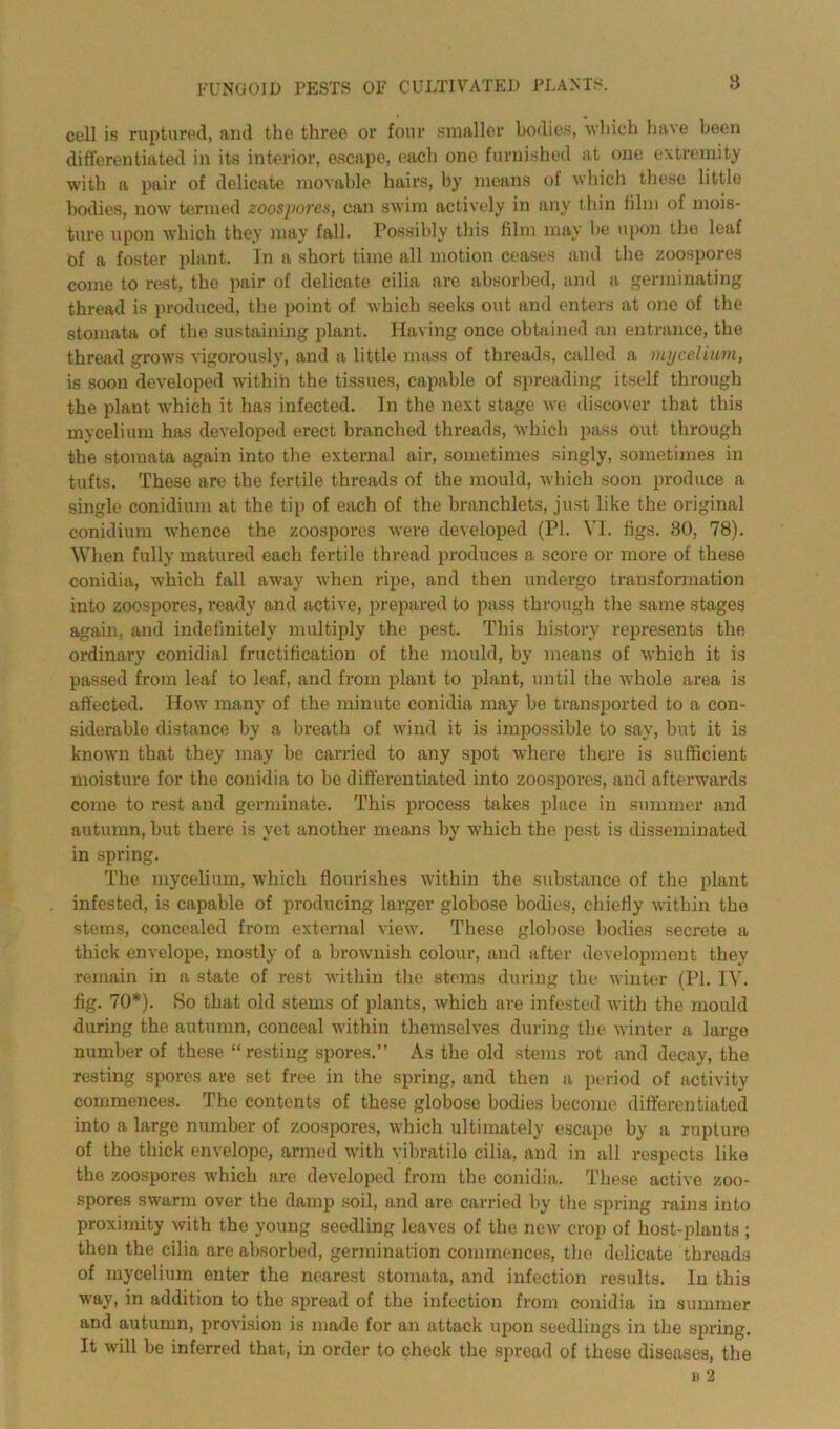 cell is ruptured, and the three or four smaller bodies, which have been differentiated in its interior, escape, each one furnished at one extremity with a pair of delicate movable hairs, by means of which these little bodies, now termed zoospores, can swim actively in any thin film of mois- ture upon which they may fall. Possibly this film may be upon the leaf of a foster plant. In a short time all motion ceases and the zoospores come to rest, the pair of delicate cilia are absorbed, and a germinating thread is produced, the point of which seeks out and enters at one of the stomata of the sustaining plant. Having once obtained an entrance, the thread grows vigorously, and a little mass of threads, called a mycelium, is soon developed within the tissues, capable of spreading itself through the plant v'hich it has infected. In the next stage we discover that this mycelium has developed erect branched threads, which pass out through the stomata again into the external air, sometimes singly, sometimes in tufts. These are the fertile threads of the mould, which soon produce a single conidium at the tip of each of the branchlets, just like the original conidium whence the zoospores were developed (PI. VI. figs. 80, 78). When fully matured each fertile thread produces a score or more of these conidia, which fall away when ripe, and then undergo transformation into zoospores, ready and active, prepared to pass through the same stages again, and indefinitely multiply the pest. This history represents the ordinary conidial fructification of the mould, by means of which it is passed from leaf to leaf, and from plant to plant, until the whole area is affected. How many of the minute conidia may be transported to a con- siderable distance by a breath of wind it is impossible to say, but it is known that they may be carried to any spot where there is sufficient moisture for the conidia to be differentiated into zoospores, and afterwards come to rest and germinate. This process takes place in summer and autumn, but there is yet another means by which the pest is disseminated in spring. The mycelium, which flourishes within the substance of the plant infested, is capable of producing larger globose bodies, chiefly within the stems, concealed from external view'. These globose bodies secrete a thick envelope, mostly of a brownish colour, and after development they remain in a state of rest within the stems during the winter (PL IV. fig. 70*). So that old stems of plants, which are infested with the mould during the autumn, conceal within themselves during the winter a large number of these “resting spores.” As the old stems rot and decay, the resting spores are set free in the spring, and then a period of activity commences. The contents of these globose bodies become differentiated into a large number of zoospores, which ultimately escape by a rupture of the thick envelope, armed with vibratilo cilia, and in all respects like the zoospores w'hich are developed from the conidia. These active zoo- spores swarm over the damp soil, and are carried by the spring rains into proximity with the young seedling leaves of the new' crop of liost-plauts ; then the cilia are absorbed, germination commences, the delicate threads of mycelium enter the nearest stomata, and infection results. In this w'ay, in addition to the spread of the infection from conidia in summer and autumn, provision is made for an attack upon seedlings in the spring. It will be inferred that, in order to check the spread of these diseases, the