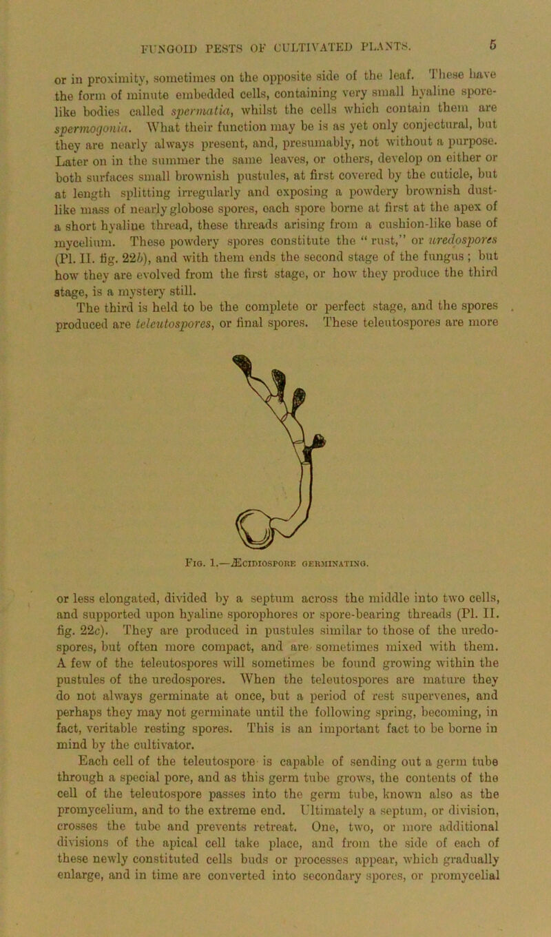 or in proximity, sometimes on the opposite side of the leaf. 1'hese have the form of minute embedded cells, containing very small hyaline spore- like bodies called spermatid, whilst the cells which contain them are spermogonia. What their function may be is as yet only conjectural, but they are nearly always present, and, presumably, not without a purpose. Later on in the summer the same leaves, or others, develop on either or both surfaces small brownish pustules, at first covered by the cuticle, but at length splitting irregularly and oxposing a powdery brownish dust- like mass of nearly globose spores, oach spore borne at first at the apex of a short hyaline thread, these threads arising from a cushion-like base of mycelium. These powdery spores constitute the “ rust,” or uredospores (PI. II. fig. 22b), and with them ends the second stage of the fungus ; but how they are evolved from the first stage, or how they produce the third stage, is a mystery still. The third is held to be the complete or perfect stage, and the spores produced are teleutospores, or final spores. These teleutospores are more Fio. 1.—iECIDIOSPORF. GERMINATING. or less elongated, divided by a septum across the middle into two cells, and supported upon hyaline sporophores or spore-bearing threads (PI. II. fig. 22c). They are produced in pustules similar to those of the uredo- spores, but often more compact, and are sometimes mixed with them. A few of the teleutospores will sometimes be found growing within the pustules of the uredospores. When the teleutospores are mature they do not always germinate at once, but a period of rest supervenes, and perhaps they may not germinate until the following spring, becoming, in fact, veritable resting spores. This is an important fact to be borne in mind by the cultivator. Each cell of the teleutospore is capable of sending out a germ tube through a special pore, and as this germ tube grows, the contents of the cell of the teleutospore passes into the germ tube, known also as the promycelium, and to the extreme end. Ultimately a septum, or division, crosses the tube and prevents retreat. One, two, or more additional divisions of the apical cell take place, and from the side of each of these newly constituted cells buds or processes appear, which gradually enlarge, and in time are converted into secondary spores, or promycelial