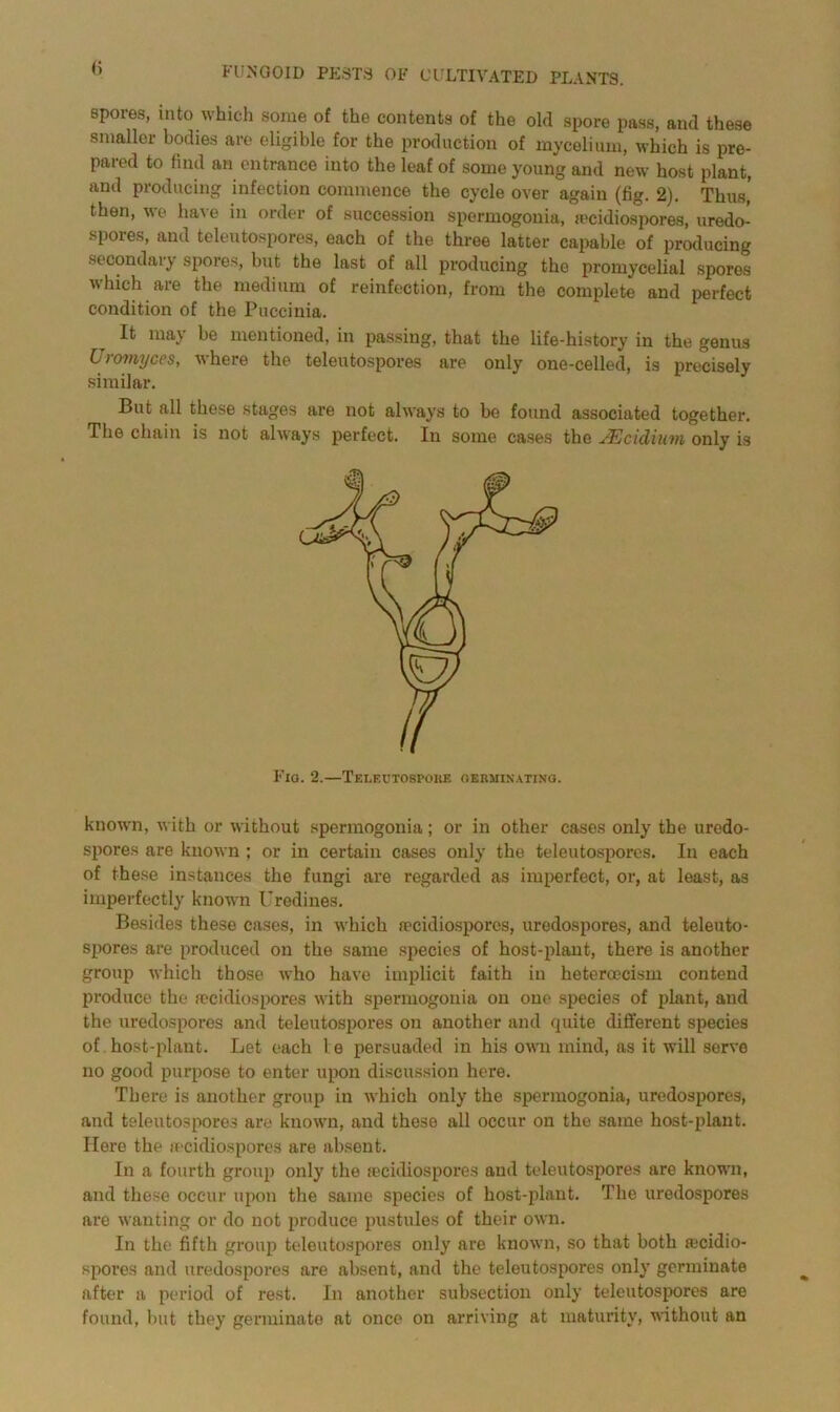 spores, into which some of the contents of the old spore pass, and these smaller bodies are eligible for the production of mycelium, which is pre- pared to find an entrance into the leaf of some young and new host plant, and producing infection commence the cycle over again (fig. 2). Thus,' then, we have in order of succession spermogonia, a^cidiospores, uredo- spores, and teleutospores, each of the three latter capable of producing secondary spores, but the last of all producing the promycelial spores which are the medium of reinfection, from the complete and perfect condition of the Puccinia. It may be mentioned, in passing, that the life-history in the genus Uromyces, where the teleutospores are only one-celled, is precisely similar. But all these stages are not always to be found associated together. The chain is not always perfect. In some cases the JEcidiuvi only is Fig. 2.—Teleutospore germinating. known, with or without spermogonia; or in other cases only the uredo- spores are known ; or in certain cases only the teleutospores. In each of these instances the fungi are regarded as imperfect, or, at least, as imperfectly known Urediues. Besides these cases, in which fecidiospores, uredospores, and teleuto- spores are produced on the same species of host-plant, there is another group which those who have implicit faith in heteroecism contend produce the fecidiospores with spermogonia on one species of plant, and the uredospores and teleutospores on another and quite different species of . host-plant. Let each l e persuaded in his own mind, as it will serve no good purpose to enter upon discussion here. There is another group in which only the spermogonia, uredospores, and teleutospores are known, and these all occur on the same host-plant. Here the fecidiospores are absent. In a fourth group only the fecidiospores and teleutospores are known, and these occur upon the same species of host-plant. The uredospores are wanting or do not produce pustules of their own. In the fifth group teleutospores only are known, so that both fecidio- spores and uredospores are absent, and the teleutospores only germinate after a period of rest. In another subsection only teleutospores are found, but they germinate at once on arriving at maturity, without an