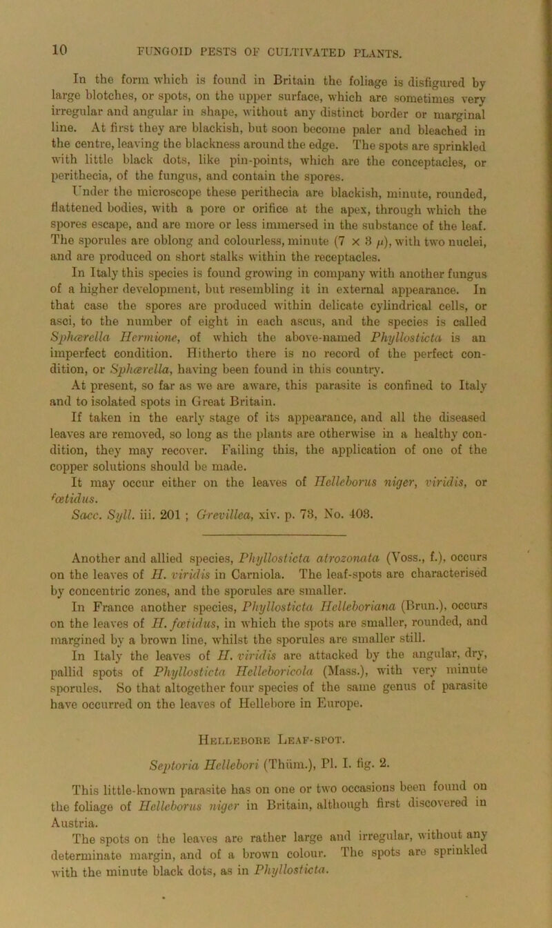 In the form which is found in Britain the foliage is disfigured by large blotches, or spots, on the upper surface, which are sometimes very irregular and angular in shape, without any distinct border or marginal line. At first they are blackish, but soon become paler and bleached in the centre, leaving the blackness around the edge. The spots are sprinkled with little black dots, like pin-points, which are the coneeptacles, or perithecia, of the fungus, and contain the spores. Under the microscope these perithecia are blackish, minute, rounded, flattened bodies, with a pore or orifice at the apex, through which the spores escape, and are more or less immersed in the substance of the leaf. The sporules are oblong and colourless, minute (7x8 y), with two nuclei, and are produced on short stalks within the receptacles. In Italy this species is found growing in company with another fungus of a higher development, but resembling it in external appearance. In that case the spores are produced within delicate cylindrical cells, or asci, to the number of eight in each ascus, and the species is called Spluerella Hcrmione, of which the above-named Phyllosticta is an imperfect condition. Hitherto there is no record of the perfect con- dition, or Sphcerella, having been found in this country. At present, so far as we are aware, this parasite is confined to Italy and to isolated spots in Great Britain. If taken in the early stage of its appearance, and all the diseased leaves are removed, so long as the plants are otherwise in a healthy con- dition, they may recover. Failing this, the application of one of the copper solutions should be made. It may occur either on the leaves of Ilclleborus niger, viridis, or fcetidus. Sacc. Syll. iii. 201 ; Grevillca, xiv. p. 78, No. 408. Another and allied species, Phyllosticta atrozonata (Voss., f.), occurs on the leaves of H. viridis in Carniola. The leaf-spots are characterised by concentric zones, and the sporules are smaller. In France another species, Phyllosticta Hcllcboriana (Brun.), occurs on the leaves of II. fcetidus, in which the spots are smaller, rounded, and margined by a brown line, whilst the sporules are smaller still. In Italy the leaves of II. viridis are attacked by the angular, dry, pallid spots of Phyllosticta Hcllcboricola (Mass.), with very minute sporules. So that altogether four species of the same genus of parasite have occurred on the leaves of Hellebore in Europe. Hellebore Leaf-spot. Septoria Hcllebori (Thiim.), PI. I. fig. 2. This little-known parasite has on one or two occasions been found on the foliage of Ilclleborus niger in Britain, although first disco\ered in Austria. The spots on the leaves are rather large and irregular, without anj determinate margin, and of a brown colour. The spots are sprinkled with the minute black dots, as in Phyllosticta.