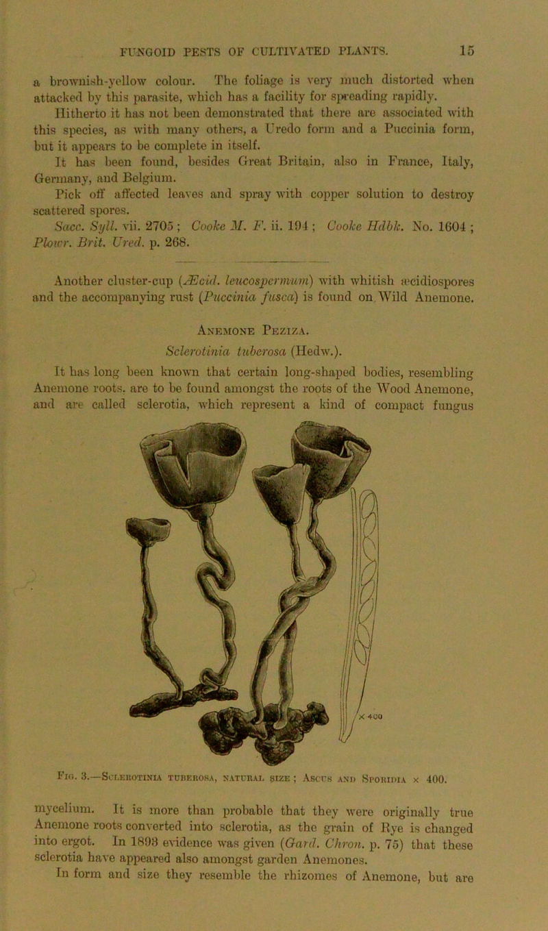 a brownish-yellow colour. The foliage is very much distorted when attacked by this parasite, which has a facility for spreading rapidly. Hitherto it has not been demonstrated that there are associated with this species, as with many others, a Uredo form and a Puccinia form, but it appears to be complete in itself. It has been found, besides Great Britain, also in France, Italy, Germany, and Belgium. Pick off affected leaves and spray with copper solution to destroy scattered spores. Slice. Syll. vii. 2705 ; Cooke M. F. ii. 194 ; Cooke Hdbk. No. 1601 ; Plowr. Brit. Ured. p. 268. Another cluster-cup (JEcid. Imcospermum) with whitish ;ecidiospores and the accompanying rust (Puccinia fusca) is found on Wild Anemone. Anemone Peziza. Sclerotima tuberosa (Hedw.). It has long been known that certain long-shaped bodies, resembling Anemone roots, are to be found amongst the roots of the Wood Anemone, and are called sclerotia, which represent a kind of compact fungus Fig. 3.—Sci.EitOTi.viA tobkrosa, natural size ; Ascrs and Sporidia x 400. mycelium. It is more than probable that they were originally true Anemone roots converted into sclerotia, as the grain of Rye is changed into ergot. In 1898 evidence was given (Oard. Chron. p. 75) that these sclerotia have appeared also amongst garden Anemones. In form and size they resemble the rhizomes of Anemone, but are