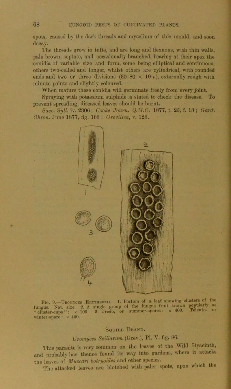 spots, caused by the dark threads and mycelium of this mould, and soon decay. Tho threads grow in tufts, and are long and flexuous, with thin walls, pale brown, septate, and occasionally branched, bearing at their apex the conidia of variable size and form, some being elliptical and continuous, others two-celled and longer, whilst others are cylindrical, with rounded ends and two or three divisions (80 80 x 10 g), externally rough with minute points and slightly coloured. When mature these conidia will germinate freely from every j'oint. Spraying with potassium sulphide is stated to check the disease. To prevent spreading, diseased leaves should be burnt. Sacc. Syll. iv. 2300 ; Cooke Journ. Q.M.C. 1877, t. 25, f. 13 ; Gard. Chron. June 1877, fig. 163 ; Grevillea, v. 123. Fig. 9.—Ubomyces Euythronii. 1. Portion of a leaf showing clusters of the fungus. Nat. size. 2. A single group of the fungus fruit known popularly as “cluster-cups”: x 100. 3. Uredo, or summer-spores: x 400. Teleuto- or winter-spore: x 400. Squill Brand. Uromyces Scillarum (Grew), PI. V. fig. 86. This parasite is very common on the leaves of the Wild Hyacinth, and probably has thence found its way into gardens, where it attacks the leaves of Muscari botryoides and other species. The attacked leaves are blotched with paler spots, upon which the