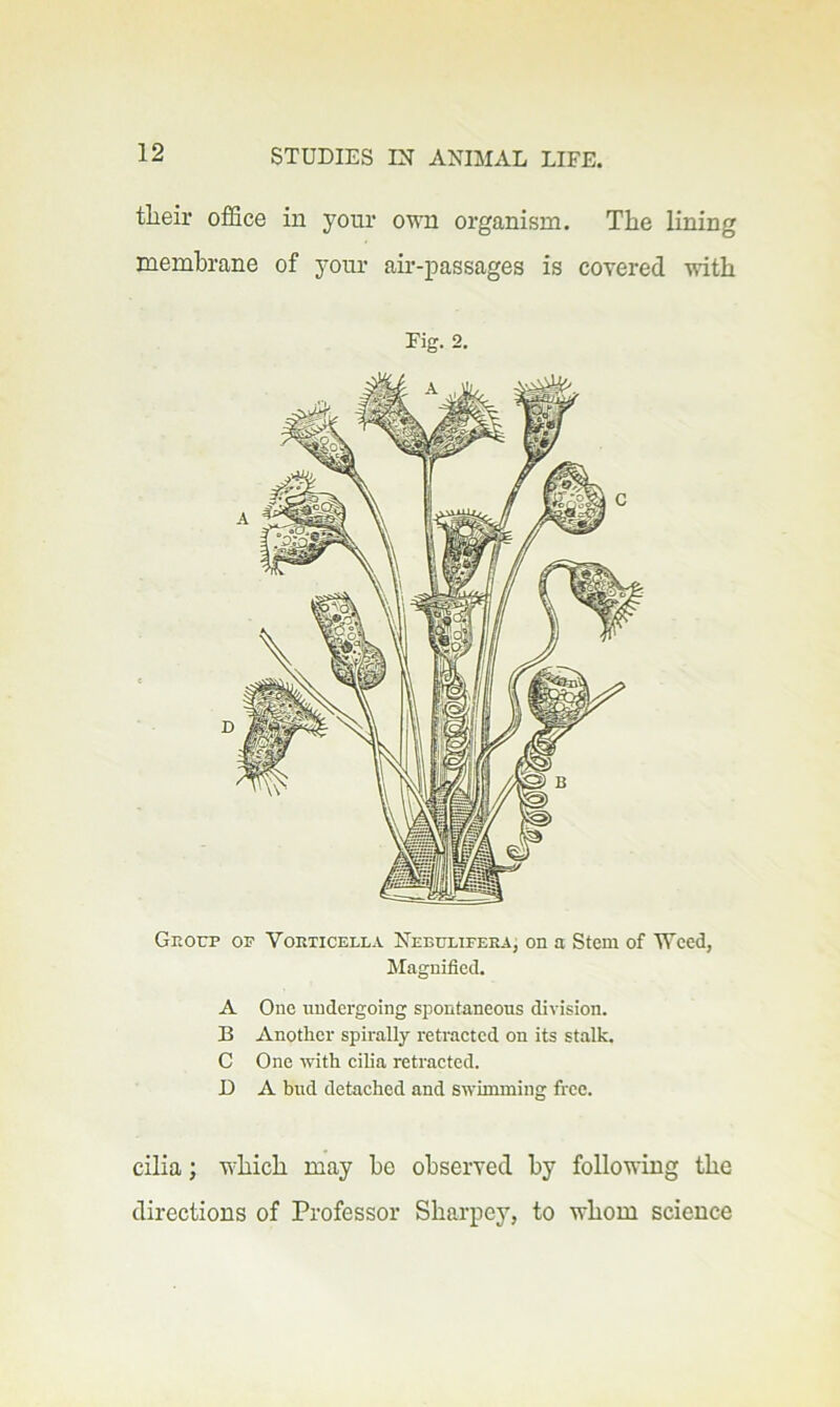 tlieir ofiSce in your own organism. The lining membrane of your air-passages is covered with Fig. 2. Geoup op Voeticella Nebulifeea, on a Stem of Weed, Magnified. A One undergoing spontaneous division. B Another spirally retracted on its stalk. C One with cilia retracted. D A bud detached and swimming free. cilia; which may he observed by following the directions of Professor Sharpey, to whom science