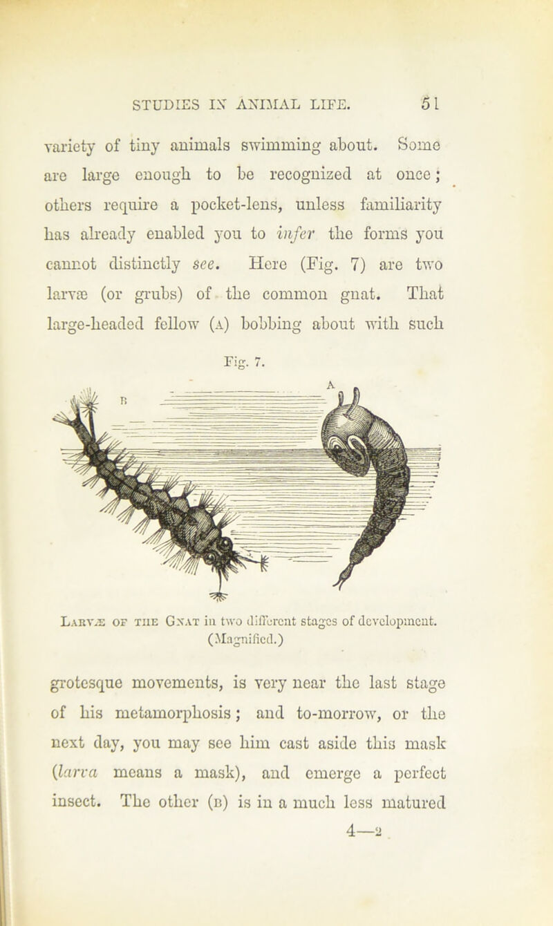variety of tiny animals swimming about. Some are large enough to be recognized at once; others require a pocket-lens, unless familiarity has already enabled you to infer the forms you cannot distinctly see. Here (Fig. 7) are two larvae (or gi-ubs) of the common gnat. That large-headed fellow (a) bobbing about with such Larv/Z of the Gnat in two diffurcut stages of dcvclopincut. (.Magnified.) grotesque movements, is very near the last stage of his metamorphosis; and to-morrow, or the next day, you may see him cast aside this mask {larva means a mask), and emerge a perfect insect. The other (n) is in a much less matured 4—a