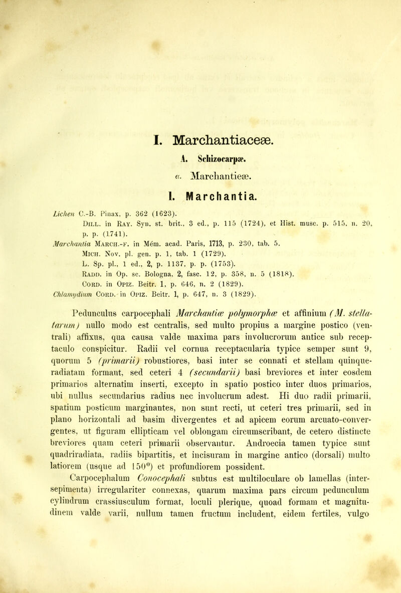 A. Schizocarpas a. Marcliantieae. 1. Marchantia. Lichen C.-B. Pinax, p. 362 (1623). Dill. in Ray. Syn. st. brit., 3 ed., p. 115 (1724), et Hist. musc. p. 515, n. 20, p. p. (1741). Marchantia March.-f. in Mem. acad. Paris, 1713, p. 230, tab. 5. Mich. Nov. pl. gen. p. 1, tab. 1 (1729). L. Sp. pl., 1 ed., 2, p. 1137, p. p. (1753). Radd. in Op. sc. Bologna, 2, fasc. 12, p. 358, n. 5 (1818). Cord. in Opiz. Beitr. 1, p. 646, n. 2 (1829). Chlamydiam Cord.'in Opiz. Beitr. 1, p. 647, n. 3 (1829). Pedunculus carpocephali Marchantice polymorpha? et affinium (M. stella- tarum) nullo modo est centralis, sed multo propius a margine postico (ven- trali) affixus, qua causa valde maxima pars involucrorum antice sub recep- taculo conspicitur. Radii vel cornua receptacularia typice semper sunt 9, quorum 5 (primarii) robustiores, basi inter se connati et stellam quinque- radiatam formant, sed ceteri 4 (secundarii) basi breviores et inter eosdem primarios alternatim inserti, excepto in spatio postico inter duos primarios, ubi nullus secundarius radius nec involucrum adest. Hi duo radii primarii, spatium posticum marginantes, non sunt recti, ut ceteri tres primarii, sed in plano horizontali ad basim divergentes et ad apicem eorum arcuato-conver- gentes, ut figuram ellipticam vel oblongam circumscribant, de cetero distincte breviores quam ceteri primarii observantur. Androecia tamen typice sunt quadriradiata, radiis bipartitis^ et incisuram in margine antico (dorsali) multo latiorem (usque ad 150°) et profundiorem possident. Carpoceplialum Conocephali subtus est multiloculare ob lamellas (inter- sepimenta) irregulariter connexas, quarum maxima pars circum pedunculum cylindrum crassiusculum format, loculi plerique, quoad formam et magnitu- dinem valde varii, nullum tamen fructum includent, eidem fertiles, vulgo