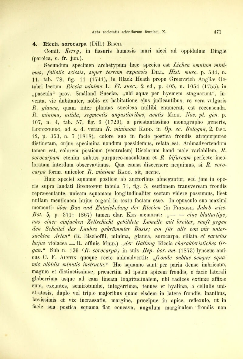 4. Riccia sorocarpa (Dill.) Bisch. Comit. Kerry, in fissuris humosis muri sicci ad oppidulum Dingle (paroica, c. fr. jun.). Secundum specimen archetypum haec species est Lichen omnium mini- mus, foliolis scissis, super terram expansis Dill. Hist. musc. p. 534, n. 11, tab. 78, fig. 11 (1741), in Black Heath prope Greenwich Angliae Oc- tobri lectum. Riccia minima L. FI. suec., 2 ed , p. 405, n. 1054 (1755), in „pascuis“ prov. Sm&land Sueciae, „ubi aquae per hyemem stagnarunt“, in- venta, vic dubitanter, nobis ex habitatione ejus judicantibus, re vera vulgaris R. glauca, quam inter plantas suecicas nullibi enumerat, est recensenda. R. minima, nitida, segmentis angustioribus, acutis Mich. Nov. pl. gen. p. 107, n. 4, tab. 57, fig. 6 (1729), a praestantissimo monographo generis, Lindenberg, ad s. d. veram R. minimam Radd. in Op. sc. Bologna, 2, fasc. 12, p. 353, n. 7 (1818), colore suo in facie postica frondis atropurpureo distinctam, cujus specimina nondum possidemus, relata est. Animadvertendum tamen est, colorem posticum (ventralem) Ricciarum haud male variabilem, R. sorocarpam etenim subtus purpureo-maculatam et R. bifurcam perfecte inco- loratam interdum observavimus. Qua causa discernere nequimus, si R. soro- carpa forma unicolor R. minimce Radd. sit, necne. Huic speciei squamae posticae ab auctoribus abnegantur, sed jam in ope- ris supra laudati Bischoffii tabula 71, fig. 5, sectionem transversam frondis repraesentante, unicam squamam longitudinaliter sectam videre possumus, licet nullam mentionem hujus organi in textu factam esse. In opusculo suo maximi momenti: uber Bau and Entwickelung der Riccien (in Ppjngsh. Jahrb. wiss. Bot. 5, p. 371: 1867) tamen clar. Ivny memorat: „— — eine blattartige, aus ciner einfachen Zellschicht gebildete Lamelle mit breiter, sanft gegen den Scheitel des Laubes gekrummter Basis; ein fur alie von mir unter- suchten Artenu (R. Bischoffii, minima, glauca, sorocarpa, ciliata et varietas hujus violacea = R. affinis Mild.) vder Gattung Riccia charakteristiches Or- gan“ Sub n. 139 (R. sorocarpa) in suis Ilep. bor.-am. (1873) lynceus ami- cus C. F. Austin quoque recte animadvertit: „fronde subtus semper squa- mis albidis minutis instructa.“ Hse squamae sunt per paria dense imbricatae, magnae et distinctissimae, praesertim ad ipsum apicem frondis, e facie laterali glaberrima usque ad eam lineam longitudinalem, ubi radices extimae affixae sunt, exeuntes, semirotundae, integerrimae, tenues et hyalinae, a cellulis uni- stratosis, duplo vel triplo majoribus quam eisdem in latere frondis, inanibus, laevissimis et vix incrassatis, margine, praecipue in apice, reflexulo, ut in facie sua postica squama fiat concava, angulum marginalem • frondis non