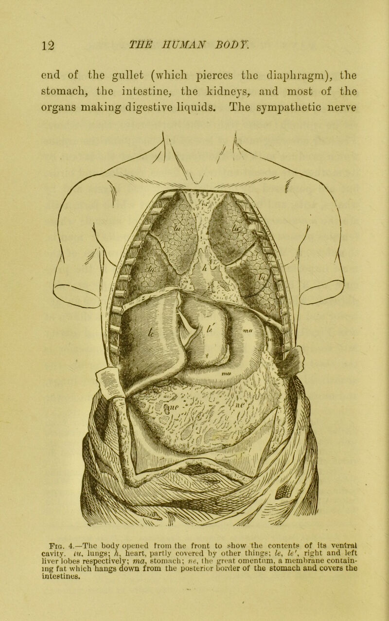 end of the gullet (which j)ierccs the diaplmigm), the stomach, the intestine, the kidneys, and most of the organs making digestive liquids. The sympathetic nerve Fig. 4.—The body opened from the front to yhow the contents of its ventral cavity, in. lungs; h, heart, partly covered by other things; le, U\ right and left liver lobes respectively; ma, stomach; ne^ ihe great omentum, a membrane contain- ing fat which hangs down from the posterior border of the stomach and covers the intestines.