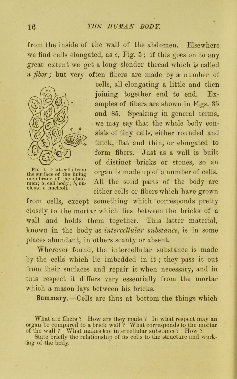 from the inside of the wall of the abdomen. Elsewhere we find cells elongated, as c, Fig. 5 ; if this goes on to any great extent we get a long slender thread which is called a fiber; but very often fibers are made by ar number of cells, all elongating a little and then joining together end to end. Ex- amples of fibers are shown in Figs. 35 and 85. Speaking in general terms, we may say that the whole body con- sists of tiny cells, either rounded and thick, flat and thin, or elongated to form fibers. Just as a wall is built of distinct bricks or stones, so an organ is made up of a number of cells. All the solid parts of the body are either cells or fibers which have grown from cells, except something which corresponds pretty closely to the mortar which lies between the bricks of a wall and holds them together. This latter material, known in the body as intercellular substance, is in some places abundant, in others scanty or absent. Wherever found, the intercellular substance is made by the cells which lie imbedded in it; they pass it out from their surfaces and repair it when necessary, and in tliis respect it differs very essentially from the mortar which a mason lays between his bricks. Summary.—Cells are thus at bottom the things which What are fibers ? How are they made ? In what respect may an organ be compared to a brick wall ? What corresponds to the mortar of the wall ? What makes the intercellular substance? How ? State briefly the relationship of its cells to the structure and work- ing of the body. Fig 6.—Flat cells from the surface of the lining membrane of the abdo- men ; a, cell body; 6, nu- cleus; c, nucleoli.