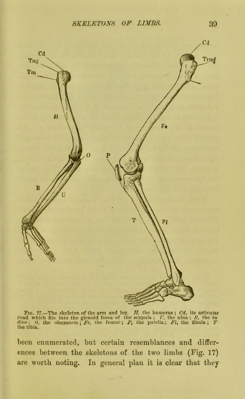 Fig. 57.—The pkoleton of the arm and lea:. 77. the humerus ; Cd, its articular head which fits into the glenoid fossa of the scapula ; U, the ulna ; It, the ra- dius : 0, the olecranon ; Fe, the femur; the patella; Fi, the fibula ; 2' the tibia. been enumerated, but certain resemblances and difPer- ences between the skeletons of the two limbs (Fig. 17) are worth noting. In general plan it is clear that they