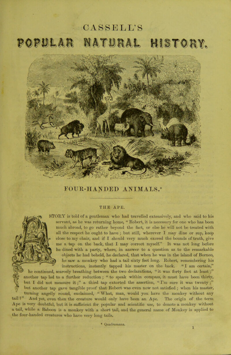 CASSELL’S THE APE. STOR Y is told of a gentleman who had travelled extensively, and who said to his servant, as he was returning home, “ Robert, it is necessai-y for one who has been much abroad, to go rather beyond the fact, or else he will not be treated with all the respect he ought to have ; but still, wherever I may dine or sup, keep close to my chair, and if I should very much exceed the bounds of truth, give me a tap on the back, that I may correct myself.” It was not long before he dined with a party, where, in answer to a question as to the remarkable objects he had beheld, he declared, that when he was in the island of Borneo, he saw a monkey who had a tail sixty feet long. Robert, remembering his instructions, instantly tapped his master on the back. “ I am certain,” he continued, scarcely breathing between the two declarations, “ it was forty feet at least another tap led to a further reduction; “ to speak within compass, it must have been thirty, but I did not measure ita third tap extorted the assertion, “ I’m sure it was twenty j” but another tap gave tangible proof that Robert was even now not satisfied ; when his master, turning angrily round, exclaimed, “ What, man, would you have the monkey without any tail?” And yet, even then the creature would only have been an Ape. The origin of the term Ape is very doubtful, but it is sufficient for popular and scientific use, to denote a monkey without a tail, while a Baboon is a monkey with a short tail, and the general name of Monkey is applied to the four-handed creatures who have very long tails. Quadrumana.