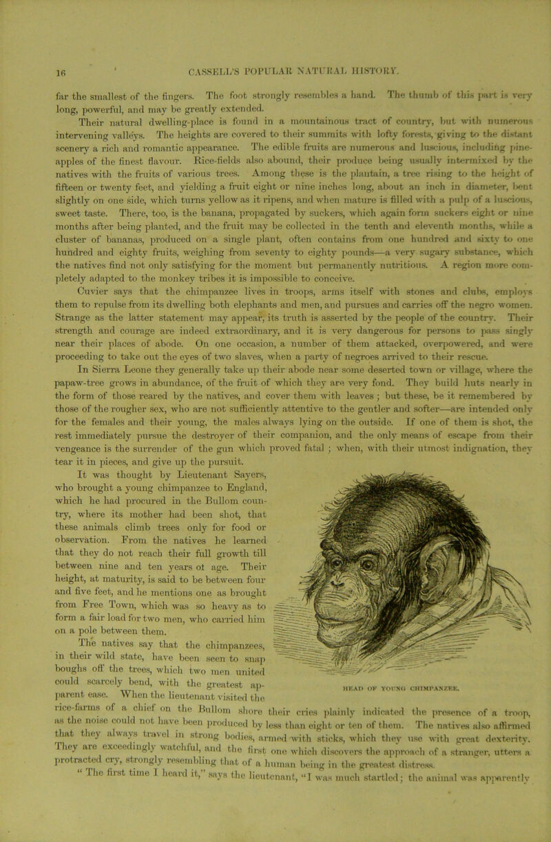 far the smallest of the fingers. The foot strongly resembles a hand. The thumb of this part is very long, powerful, and may be greatly extended. Their natural dwelling-place is found in a mountainous tract of country, but with numerous intervening valleys. The heights are covered to their summits with lofty forests, giving to the distant scenery a rich and romantic appearance. The edible fruits are numerous and luscious, including pine- apples of the finest flavour. Rice-fields also abound, their produce being usually intermixed bv the natives with the fruits of various trees. Among these is the plantain, a tree rising to the height of fifteen or twenty feet, and yielding a fruit eight or nine inches long, about an inch in diameter, l>ent slightly on one side, which turns yellow as it ripens, and when mature is filled with a pulp of a luscious, sweet taste. There, too, is the banana, propagated by suckers, which again form suckers eight or nine months after being planted, and the fruit may be collected in the tenth and eleventh months, while a cluster of bananas, produced on a single plant, often contains from one hundred and sixty to one hundred and eighty fruits, weighing from seventy to eighty pounds—a very sugary substance, which the natives find not only satisfying for the moment but permanently nutritious. A region more com- pletely adapted to the monkey tribes it is impossible to conceive. Cuvier says that the chimpanzee lives in troops, arms itself with stones and clubs, employs them to repulse from its dwelling both elephants and men, and pursues and carries off the negro women. Strange as the latter statement may appear, its truth is asserted by the people of the country. Their strength and courage are indeed extraordinary, and it is very dangerous for persons to pass singly near their places of abode. On one occasion, a number of them attacked, overpowered, and were proceeding to take out the eyes of two slaves, when a party of negroes arrived to their rescue. In Sierra Leone they generally take up their abode near some deserted town or milage, where the papaw-tree grows in abundance, of the fruit of which they are very fond. They build huts nearly in the form of those reared by the natives, and cover them with leaves ; but these, be it remembered bv those of the rougher sex, who are not sufficiently attentive to the gentler and softer—are intended only for the females and their young, the males always lying on the outside. If one of them is shot, the rest immediately pursue the destroyer of their companion, and the only means of escape from their vengeance is the surrender of the gun which proved fatal ; when, with their utmost indignation, they tear it in pieces, and give up the pursuit. It was thought by Lieutenant Sayers, who brought a young chimpanzee to England, which he had procured in the Bullom coun- try, where its mother had been shot, that these animals climb trees only for food or observation. From the natives he learned that they do not reach their full growth till between nine and ten years ot age. Their height, at maturity, is said to be between four and five feet, and he mentions one as brought from Free Town, which was so heavy as to form a fair load for two men, who earned him on a pole between them. The natives say that the chimpanzees, in their wild state, have been seen to snap boughs oft the trees, which two men united could scarcely bend, with the greatest ap- parent ease. When the lieutenant visited the lice f.iuns of a chief on the Bullom shore their cries plainly indicated the presence of a troop, as the noi,e could not have been produced by less than eight or ten of them. The natives also affirmed that tie) a wavs travel in strong bodies, armed-with sticks, which they use with great dexterity. They are exceedingly watchful, and the first one which discovers the approach of a stranger, utters a piotracted cry, strongly lesembling that of a human being in the greatest distress. I he fiist time 1 heard it, says the lieutenant, “I was much startled; the animal was apparently HEAD OK YOUNG CHIMPANZEE.