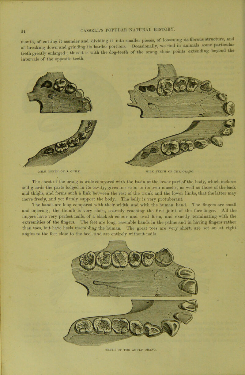 21 mouth, of cutting it asunder and dividing it into smaller pieces, of loosening its fibrous structure, and of breaking down and grinding its harder portions. Occasionally, we find in animals some particular teeth greatly enlarged; thus it is with the dog-teeth of the orang, their points extending beyond the intervals of the opposite teeth. The chest of the orang is wide compared with the basin at the lower part of the body, which incloses and guards the parts lodged in its cavity, gives insertion to its own muscles, as well as those of the back and thighs, and forms such a link between the rest of the trunk and the lower limbs, that the latter may move freely, and yet firmly support the body. The belly is very protuberant. The hands are long compared -with their width, and with the human hand. The fingera are small and tapering; the thumb is very short, scarcely reaching the first joint of the fore-finger. All the fingers have very perfect nails, of a blackish colour and oval form, and exactly terminating with the extremities of the fingers. The feet are long, resemble hands in the palms and in having fingers rather than toes, but have heels resembling the human. The great toes are very short, are set on at right angles to the feet close to the heel, and are entirely without nails. TEETH OF THE ADULT ORANG.