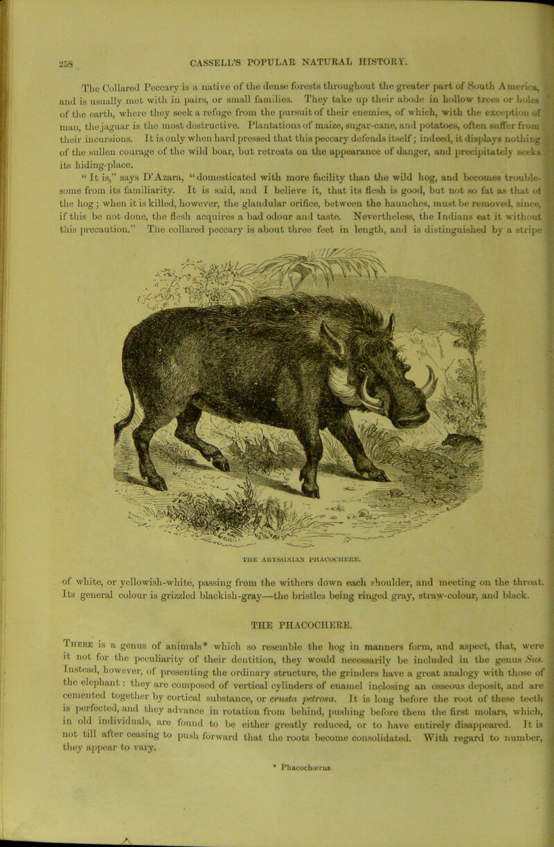 of white, or yellowish-white, passing from the withers clown each shoulder, and meeting on the throat. Its general colour is grizzled blackish-gray—the bristles being ringed gray, straw-colour, and black. THE PHACOCHEEE. Ihere is a genus of animals* which so resemble the hog in manners form, and aspect, that, were it not for the peculiarity of their dentition, they would necessarily be included in the genus Sun. Instead, however, of presenting the ordinary structure, the grinders have a great analogy with those of the elephant: they are composed of vertical cylinders of enamel inclosing an osseous deposit, and are cemented together by cortical substance, or erusta petrosa. It is long before the root of these teeth is perfected, and they advance in rotation from behind, pushing before them the first molars, which, in old individuals, are found to be either greatly reduced, or to have entirely disappeared. It is not till aftei ceasing to push forward that the roots become consolidated. With regard to number, they appear to vary. •>58 CASSELL’S POPULAR NATURAL HISTORY. The Collared Peccary is a native of the dense forests throughout the greater part of South America, and is usually met with in pairs, or small families. They take up their abode in hollow trees or holes of the earth, where they seek a refuge from the pursuit of their enemies, of which, with the exception of man, the jaguar is the most destructive. Plantations of maize, sugar-cane, and potatoes, often suffer from their incursions. It is only when hard pressed that this peccary defends itself; indeed, it displays nothing of the sullen courage of the wild boar, but retreats on the appearance of danger, and precipitately seeks its hiding-place. “ It is,” says D’Azara, “domesticated with more facility than the wild hog, and becomes trouble- some from its familiarity. It is said, and I believe it, that its flesh is good, but not so fat as that of the hog ; when it is killed, however, the glandular orifice, between the haunches, must be removed, since, if this be not done, the flesh acquires a bad odour and taste. Nevertheless, the Indians eat it without tliis precaution.” The collared peccary is about three feet in length, and is distinguished by a stripe THE ABYSSINIAN PHACOCHEUE. • Phacochoarus