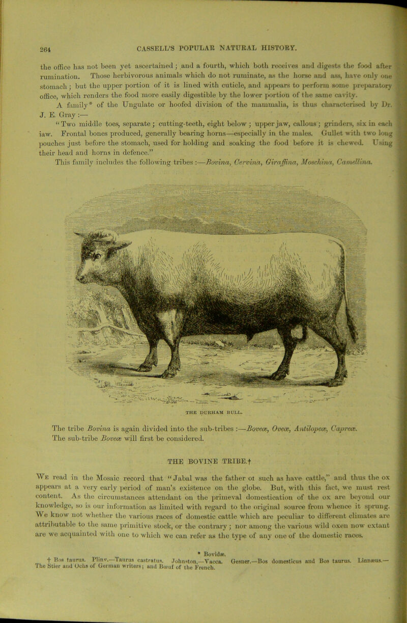 the office has not been yet ascertained; and a fourth, which botli receives and digests the food after rumination. Those herbivorous animals which do not ruminate, as the horse and ass, have only one stomach : but the upper portion of it is lined with cuticle, and appears to perform some preparatory office, which renders the food more easily digestible by the lower portion of the same cavity. A family* of the Ungulate or hoofed division of the mammalia, is thus characterised by Dr. J. E. Gray :— “Two middle toes, separate; cutting-teeth, eight below; upper jaw, callous; grinders, six in each iaw. Frontal bones produced, generally bearing horns—especially in the males. Gullet with two long pouches just before the stomach, used for holding and soaking the food before it is chewed. Using their head aud horns in defence.” This family includes the following tribes :—Bovina, Cervina, Giraffina, Moechmn, Camellirui. =? = THE DURHAM BULL. The tribe Bovina is again divided into the sub-tribes :—Bovece, Ovece, AniUopece, Caprect. The sub-tribe Bovece will first be considered. THE BOVINE TRIBE.f We read in the Mosaic record that “Jabalwas the father ot such as have cattle,” and thus the ox appears at a very early period of man’s existence on the globe. But, with this fact, we must rest content. As the circumstances attendant on the primeval domestication of the ox are beyond our knowledge, so is our information as limited with regard to the original source from whence it sprung. We know not whether the various races of domestic cattle which are peculiar to different climates are attributable to the same primitive stock, or the contrary ; nor among the various wild oxen now extant are we acquainted with one to which we can refer as the type of any one of the domestic races. * Bovidte. t Bos tnurns. Plinv. Iannis castratus. Johnston.—Vaeca. Oesner.—Bos domesticus and Bos taurus. Linniens.— The Stier and Ochs of German writers; and Bumf of the French.