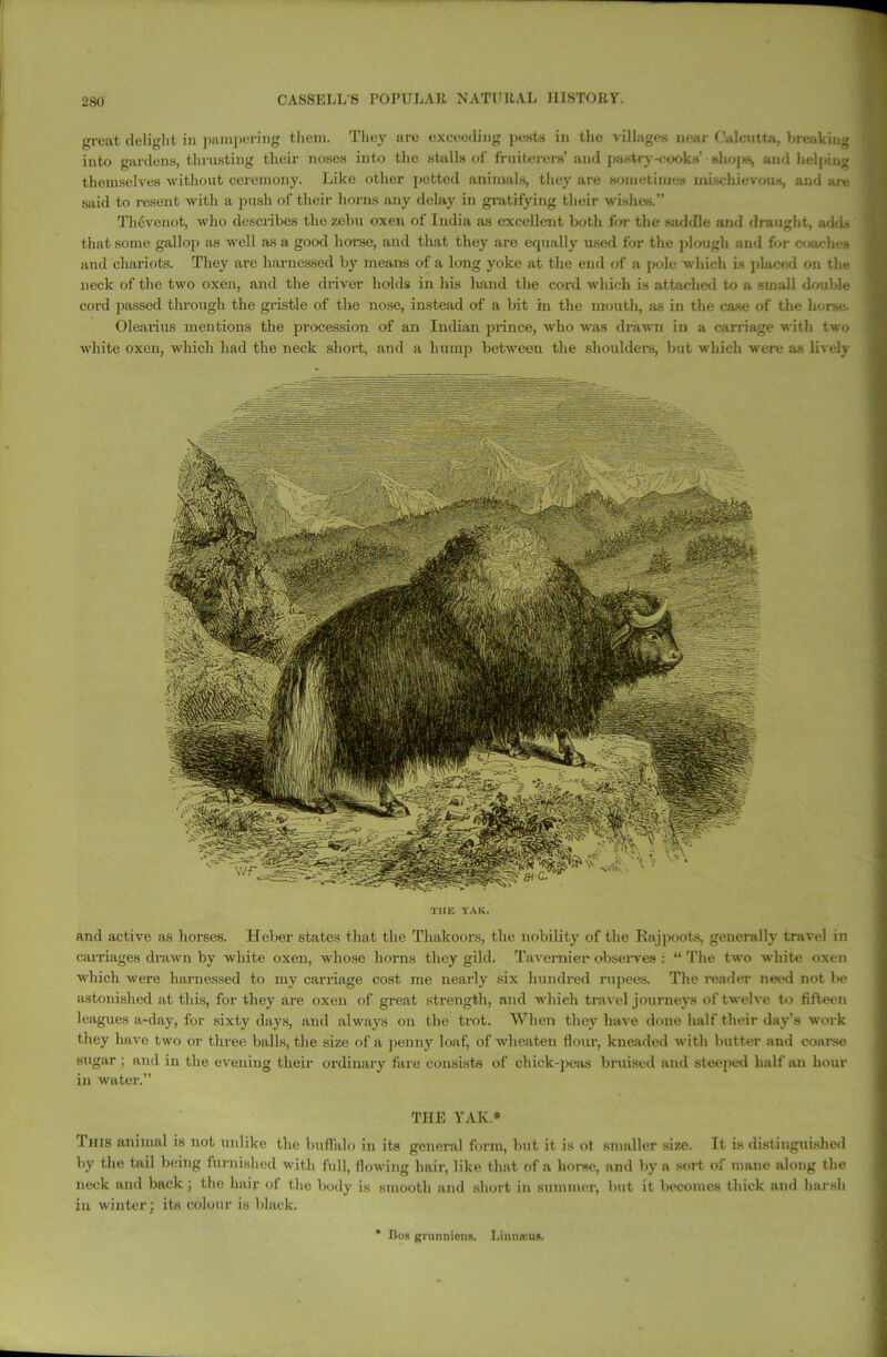 and active as horses. Heber states that the Thakoors, the nobility of the Rajpoots, generally travel in carnages drawn by white oxen, whose horns they gild. Tavernier observes ; “ The two white oxen which were harnessed to my carriage cost me nearly six hundred rupees. The reader need not lie astonished at this, for they are oxen of great strength, and which travel journeys of twelve to fifteen leagues a-day, for sixty days, and always on the trot. When they have done half their day’s work they have two or three balls, the size of a penny loaf, of wheaten flour, kneaded with butter and coarse sugar ; and in the evening their ordinary fare consists of chick-peas bruised and steeped half an hour in water.” THE YAK* tins animal is not unlike the buffalo in its general form, but it is ot smaller size. It is distinguished by the tail being furnished with full, flowing hair, like that of a horse, and by a sort of mane along the neck and back; the hair of the body is smooth and short in summer, but it becomes thick and harsh in winter; its colour is black. great delight in pampering them. They arc exceeding pests in the villages near Calcutta, breaking into gardens, thrusting their noses into the stalls of fruiterers’ and pastry-cooks’ shojis, and helping themselves without ceremony. Like other petted animals, they are sometimes mischievous, and are said to resent with a push of their horns any delay in gratifying their wishes.” Thevenot, who describes the zebu oxen of India as excellent both for the saddle and draught, adds that some gallop as vTell as a good horse, and that they are equally used for the plough and for coaches and chariots. They are harnessed by means of a long yoke at the end of a pole which is placed on the neck of the two oxen, and the driver holds in his hand the cord which is attached to a small double cord passed through the gristle of the nose, instead of a bit in the mouth, as in the case of the horse- Olearius mentions the procession of an Indian prince, who was drawn in a carriage with two white oxen, which had the neck short, and a hump between the shoulders, hut which were as lively THE YAK. * Bor grunniens. Limmu*.