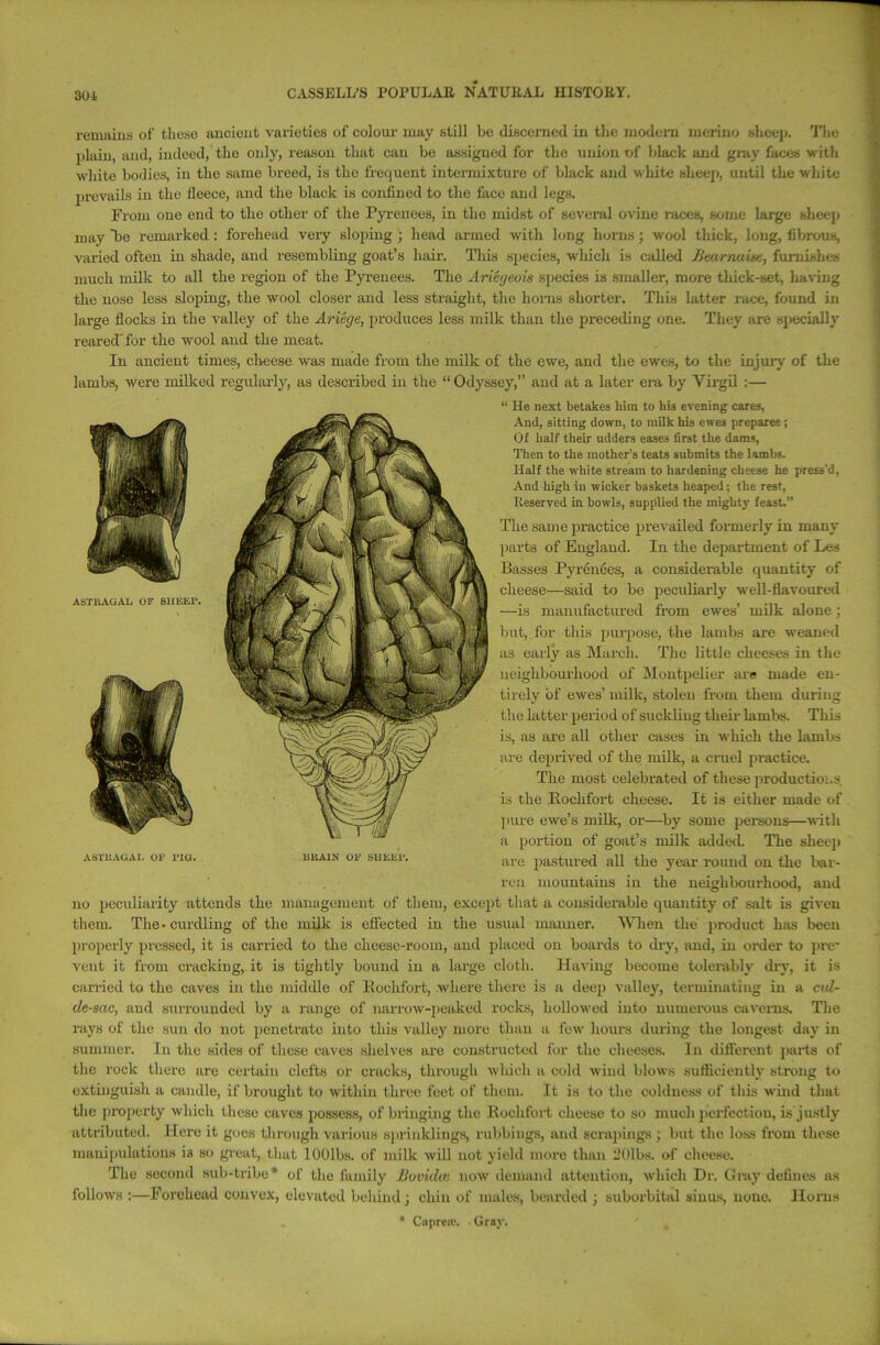 remains of these ancient varieties of colour may still be discerned in the modem merino sheep. The plain, and, indeed, the only, reason that can be assigned for the union-of black and gray faces with white bodies, in the same breed, is the frequent intermixture of black and white sheep, until the white prevails in the fleece, and the black is confined to the face and legs. From one end to the other of the Pyrenees, in the midst of several ovine races, some large sheep may be remarked : forehead very sloping ; head armed with long horns; wool thick, long, fibrous, varied often in shade, and resembling goat’s hair. This species, which is called Jiearnxivse, furnishes much milk to all the region of the Pyrenees. The Ariegeois species is smaller, more thick-set, having the nose less sloping, the wool closer and less straight, the horns shorter. This latter race, found in large flocks in the valley of the Ariege, produces less milk than the preceding one. They are specially reared'for the wool and the meat. In ancient times, cheese was made from the milk of the ewe, and the ewes, to the injury of the lambs, were milked regularly, as described in the “ Odyssey,” and at a later era by Virgil :— “ He next betakes him to his evening cares, And, sitting down, to milk his ewes prepares; Of half their udders eases first the dams, Then to the mother’s teats submits the lambs. Half the white stream to hardening cheese he press'd, And high in wicker baskets heaped; the rest, Reserved in bowls, supplied the mighty feast.” The same practice prevailed formerly in many parts of England. In the department of Les Basses Pyrenees, a considerable quantity of cheese—said to be peculiarly well-flavoured —is manufactured from ewes’ milk alone ; but, for this purpose, the lambs are weaned as early as March. The little cheeses in the neighbourhood of Montpelier are made en- tirely of ewes’ milk, stolen from them during the latter period of suckling their lambs. This is, as are all other cases in which the lambs are deprived of the milk, a cruel practice. The most celebrated of these productions is the Bochfort cheese. It is either made of pure ewe’s milk, or—by some persons—with a portion of goat’s milk added. The sheep are pastui-ed all the year round on the bar- ren mountains in the neighbourhood, and no peculiarity attends the management of them, except that a considerable quantity of salt is given them. The • curdling of the milk is effected in the usual manner. AVhen the product lias been properly pressed, it is carried to the cheese-room, and placed on boards to dry, and, in order to pre- vent it from cracking, it is tightly bound in a large cloth. Having become tolerably dry, it is carried to the caves in the middle of Bochfort, where there is a deep valley, terminating in a cul- de-sac, and surrounded by a range of narrow-peaked rocks, hollowed into numerous caverns. The rays of the sun do not penetrate into this valley more than a few hours during the longest day in summer. In the sides of these caves shelves are constructed for the cheeses. In different parts of the rock there are certain clefts or cracks, through which a cold wind blows sufficiently strong to extinguish a candle, if brought to within three feet of them. It is to the coldness of this wind that the property which these caves possess, of bringing the Bochfort cheese to so much perfection, is justly attributed. Here it goes through various sprinklings, rubbings, and scrapings; but the loss from these manipulations is so great, that lOOlbs. of milk will not yield more than 130lbs. of cheese. The second sub-tribe* of the family Uovidce now demand attention, which Dr. Gray defines ns follows :—Forehead convex, elevated behind; chin of males, bearded ; suborbital sinus, none. Horns * Cnprere. Gray.