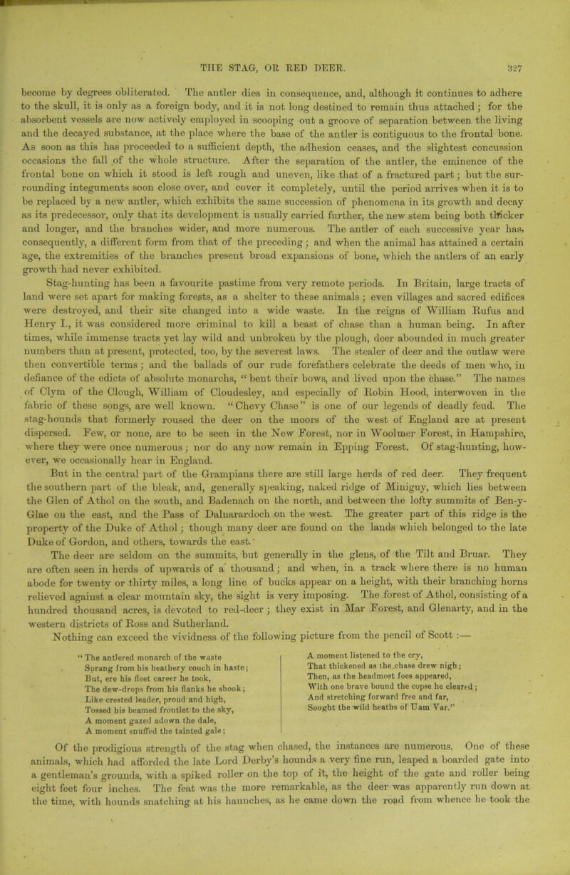 THE STAG, OR RED DEER. :*27 become by degrees obliterated. The antler dies in consequence, and, although it continues to adhere to the skull, it is only as a foreign body, and it is not long destined to remain thus attached; for the absorbent vessels are now actively employed in scooping out a groove of separation between the living and the decayed substance, at the place where the base of the antler is contiguous to the frontal bone. As soon as this has proceeded to a sufficient depth, the adhesion ceases, and the slightest concussion occasions the fall of the whole structure. After the separation of the antler, the eminence of the frontal bone on which it stood is left rough and uneven, like that of a fractured part; but the sur- rounding integuments soon close over, and cover it completely, until the period arrives when it is to be replaced by a new antler, which exhibits the same succession of phenomena in its growth and decay as its predecessor, only that its development is usually carried further, the new stem being both thicker and longer, and the branches widei’, and more numerous. The antler of each successive year has, consequently, a different form from that of the preceding; and when the animal has attained a certain age, the extremities of the branches present broad expansions of bone, which the antlers of an early growth had never exhibited. Stag-hunting has been a favourite pastime from very remote periods. In Britain, large tracts of land were set apart for making forests, as a shelter to these animals; even villages and sacred edifices were destroyed, and their site changed into a wide waste. In the reigns of William Rufus and Henry I., it was considered more criminal to kill a beast of chase than a human being. In after times, while immense ti-acts yet lay wild and unbroken by the plough, deer abounded in much greater numbers than at present, protected, too, by the severest laws. The stealer of deer and the outlaw were then convertible terms; and the ballads of our rude forefathers celebrate the deeds of men who, in defiance of the edicts of absolute monarchs, “ bent their bows, and lived upon the chase.” The names of Clym of the Clough, William of Cloudesley, and especially of Robin Hood, interwoven in the fabric of these songs, are well known. “ Chevy Chase ” is one of our legends of deadly feud. The stag-hounds that formerly roused the deer on the moors of the west of England are at present dispersed. Few, or none, are to be seen in the New Forest, nor in Woolmer Forest, in Hampshire, where they were once numerous; nor do any now remain in Epping Forest. Of stag-hunting, how- ever, we occasionally hear in England. But in the central part of the Grampians there are still large herds of red deer. They frequent the southern part of the bleak, and, generally speaking, naked ridge of Miniguy, which lies between the Glen of Athol on the south, and Badenach on the north, and between the lofty summits of Ben-y- Glae on the east, and the Pass of Dalnarardoch on the west. The greater part of this ridge is the property of the Duke of Athol; though many deer are found on the lands which belonged to the late Duke of Gordon, and others, towards the east.' The deer are seldom on the summits, but generally in the glens, of the Tilt and Bruar. They are often seen in herds of upwards of a thousand; and when, in a track where there is no human abode for twenty or thirty miles, a long line of bucks appear on a height, with their branching horns relieved against a clear mountain sky, the sight is very imposing. The forest ol Athol, consisting of a hundred thousand acres, is devoted to red-deer ; they exist in Mar Forest, and Glenarty, and in the western districts of Ross and Sutherland. Nothing can exceed the vividness of the following picture from the pencil of Scott :— “The antlered monarch of the waste Sprang from his heathery couch in haste; But, ere his fleet career he took, The dew-drops from his flanks he shook; Like crested leader, proud and high, Tossed bis beamed frontlet to the sky, A moment gazed adown the dale, A moment snuffed the tainted gale; A moment listened to the cry, That thickened as the chase drew nigh; Then, as the headmost foes appeared, With one brave bound the copse he cleared; And stretching forward free and far, Sought the wild heaths of Uam Var.” Of the prodigious strength of the stag when chased, the instances are numerous. One of these animals, which had afforded the late Lord Derby’s hounds a very fine run, leaped a boarded gate into a gentleman’s grounds, with a spiked roller on the top of it, the height of the gate and roller being eight feet four inches. The feat was the more remarkable, as the deer was apparently run down at the time, with hounds snatching at his haunches, as he came down the road from whence he took the