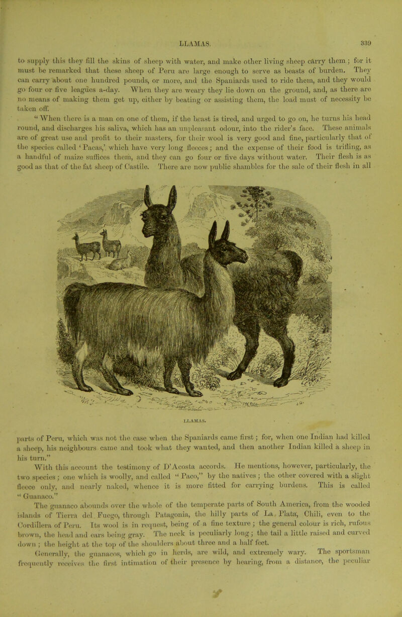 to supply this they fill the skins of sheep with water, and make other living sheep cfirry them; for it must be remarked that these sheep of Peru are large enough to serve as beasts of burden. They can carry about one hundred pounds, or more, and the Spaniards used to ride them, and they would go four or five leagues a-day. When they are weary they lie down on the ground, and, as there are no means of making them get up, either by beating or assisting them, the load must of necessity be taken off. “ When there is a man on one of them, if the beast is tired, and urged to go on, he turns his head round, and discharges his saliva, which has an unpleasant odour, into the rider’s face. These animals are of great use and profit to their masters, for their wool is very good and fine, particularly that of the species called ‘ Pacas,’ which have very long fleeces; and the expense of their food is trifling, as a handful of maize suffices them, and they can go four or five days without water. Their flesh is as good as that of the fat sheep of Castile. There are now public shambles for the sale of their flesh in all I.LAMAS. parts of Peru, which was not the case when the Spaniards came first; for, when one Indian had killed a slice]), his neighbours came and took wliat they wanted, and then another Indian killed a sheep in his turn.” With this account the testimony of D’Acosta accords. He mentions, however, particularly, the two species; one which is woolly, and called “ Paco,” by the natives; the other covered with a slight fleece only, and nearly naked, whence it is more fitted for carrying burdens. This is called “ Guanaco.” The guanaco abounds over the whole of the temperate pails of South America, from the wooded islands of Tierra del Fuogo, through Patagonia, the hilly parts of La Plata, Chili, even to the Cordillera of Peru. Its wool is in request, being of a fine texture; the general colour is rich, rufous brown, the head and ears being gray. The neck is peculiarly long; the tail a little raised and curved down ; the height at the top of the shoulders about three and a half feet. Generally, the guanacos, which go in herds, are wild, and extremely wary. The sportsman frequently receives the first intimation of their presence by hearing, from a distance, the peculiar