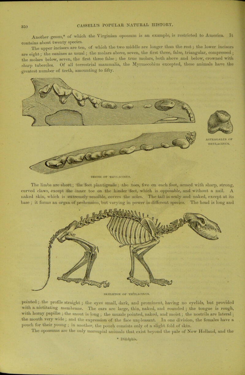 pointed; the profile straight; the eyes small, dark, and prominent, having no eyelids, but provided with a nictitating membrane. The ears are large, thin, naked, and rounded ; the tongue is rough, with horny papilla; ; the snout is long ; the muzzle pointed, naked, and moist; the nostrils are lateral; the mouth very wide; and the expression of the face unpleasant. In one division, the females have a pouch for their young ; in another, the pouch consists only ot a slight fold of skin. 'the opossums are the only marsupial animals that exist beyond the pale of New Holland, and the * Didclphix. SKKLKTOX OK TIIYI.ACINUS. Another genus,* of which the Virginian opossum is an example, is restricted to America. It contains about twenty species. The upper incisors are ten, of which the two middle are longer than the rest; the lower incisors are emht; the canines as usual; the molars above, seven, the first three, false, triangular, compressed ■ the molars below, seven, the first three false; the true molars, both above and Ijc-Iow, crowned with sharp tubercles. Of all terrestrial mammalia, the Myrmecobius excepted, these animals have the greatest number of teeth, amounting to fifty. THBTH OK Tim.ACOJKS. The limbs are short; the feet plantigrade; the toes, live on each foot, armed with sharp, strong, curved claws, except the inner toe on the hinder feet, which is opposable, and without a nail. A naked skin, which is extremely sensible, covers the soles. The tail is scaly and naked, except at it-s base ; it forms an organ of prehension, but varying in power in different species. The head is long and ASTRAGALCS OF THYLACiKCS.