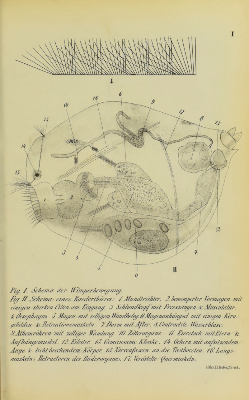 Schema der Htm/jerfieroeyr/rry. Für //. Schema' errtes Raederlhteres: /.Jfundfrechter. S Y/emimperlcr for/nayea an/ er/tigert sl/rrken F/Yrcrz am E/ryar/y. J Sch/rrrtdkopfmil Eresszecr/yerr 8c Museu/aferr. Y/. Fesophayrrs. J. Mayen m/t zeh/u/e/n fErndhe/ey. 6'Mayerianhanysch mit e/niyer/ Air// yehrlden Yb Refracf/ons ni/rs/adn . 7 /Jarrn m/l Af ter. S. ContracY/Ye UasserAfa.se. Y). At/em rohren /ruf zchfrycr ftirndar/y. YO. Zrfferonyane . // EierstocA' mit Eiern Sc Azt/hdrtyernrtsAc/ Yd. Er heiter. YJ. Fernar/samc EYoaAc. Yh. Gehirn mit at/Esifzendem Atrye Sc licht//rechendem Är/rper. YSAerrenfasern arr die hast horsten. Ylh./artr/s- mtrskeln', Refracfore/r des Raderorqar/es. Y7. leras/ehte (Yr/ermrtskeln. I.ithvJ.J Hofer,Ziinch.