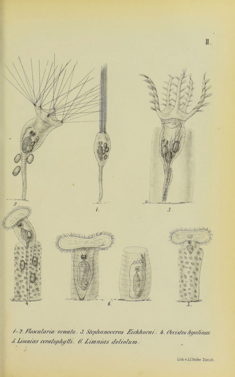 II. /--? Floscu/aricL orna/a. •? Ste/iZi/rnoceros JFic/Aorni. // rtr/sfrs AyrrZ/m/s S. limnias cera/opfiy/ti. <7. 1rdmnias doliofum Lithv JJ.Hofer Zimch.