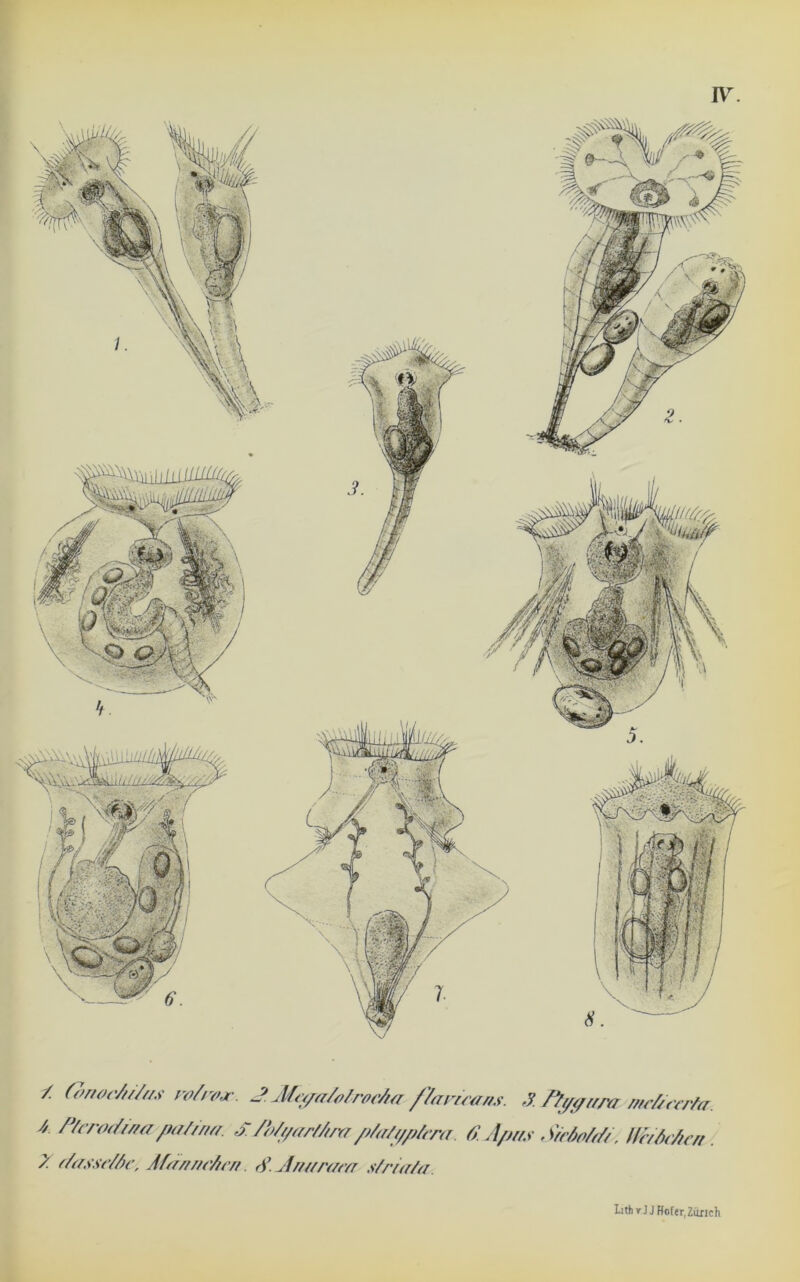 IV. / (<>rtoc/f//m' vohyjr. J JMepaZolnwüa /7anair/s 3. ftpffit/v meßreria. 4 PfcrodiJia/kiftm. £ fifyarfAm /tir/yplirm. 6.Aprts SrctoM/. fftMcn 2 (fasse/Ae. Alä/f//(Zr/t. <$.J/wram sfriala. Iith r J J Ffofcr, Zürich