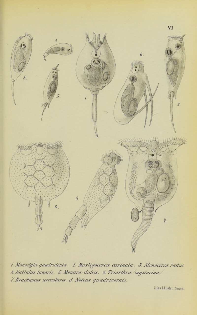 / Monosfy/a. (/uadridenta. d Masligocerca cari/rata . 3 Aioneeerca raffus. //./fa/Zu/iis //fnaris. S. Moni/ra dti/c/s. 3. Tr/ar/Ara rnt/.dac/na / /frac/fwruts urceo/aris. 3 A/o/cms cftf,a//ri( 'ornYs. lalKv JJ.Hofet, Ztmeh.
