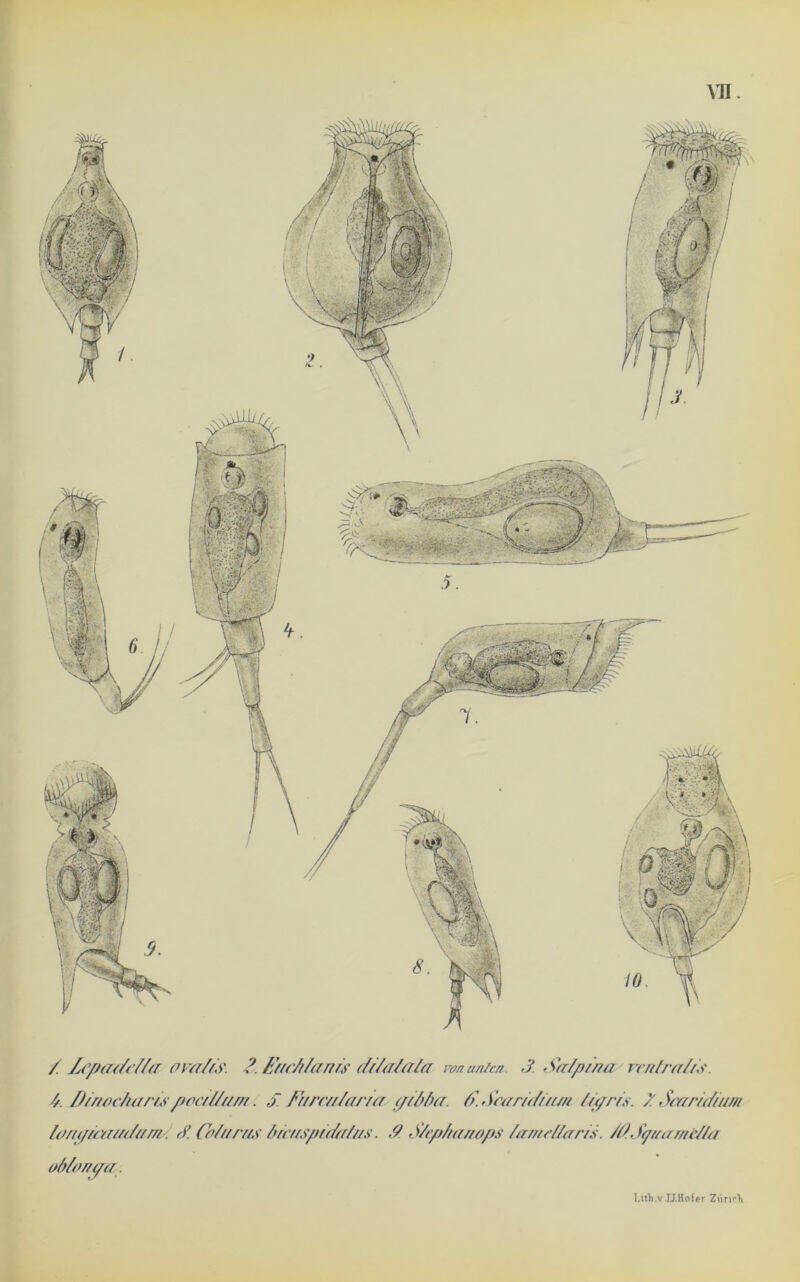 vn. / ZfpaiM/tr ova/i's. 2. Eftc/i/anrs di/alala von unten. 3 Saipina vrntra/ts // DtrtflcTurrispect//um. S. Fttrcu/arta ep/tfia. fi.Searidüi/n //</rrs. 3 Smr/d/am hmytcaudum'. 3 Co/ar/M Aicuspidah/s. ,9. S/cp/tir/iaps /aner//art.s. /O.Squamt//u oblonaa. Llth.v JJ.Hofer ZVuk)\