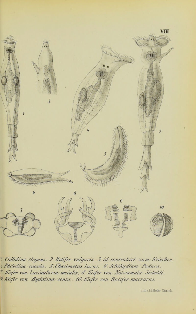 Vffl e u (ei/Z/tfina e/egans. ?. KoZifer vs/K/e/r/s. J. Id. confraAirf xnm AWecTrcn■. ■; rhilodina roseola. S.C/acfvnotus Larttji. 77. Jc7?7A//e7/uen Po dura. y. Kiefer von Lacirm/aria sociales. <7. Kiefer von. JüPolommtrla S/efio/di. '? Küfer von 77(/der//na sen/a . 70. Kiefer von Tfofifer rnacrurus
