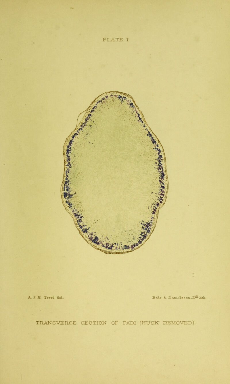 PLATE I -A.. .J . £ . Xerz-i del. Bale & Dart'elsscm.,Xfe*--HXk. TRANSVERSE SECTION OF PADI (HTJSN REMOVED.)