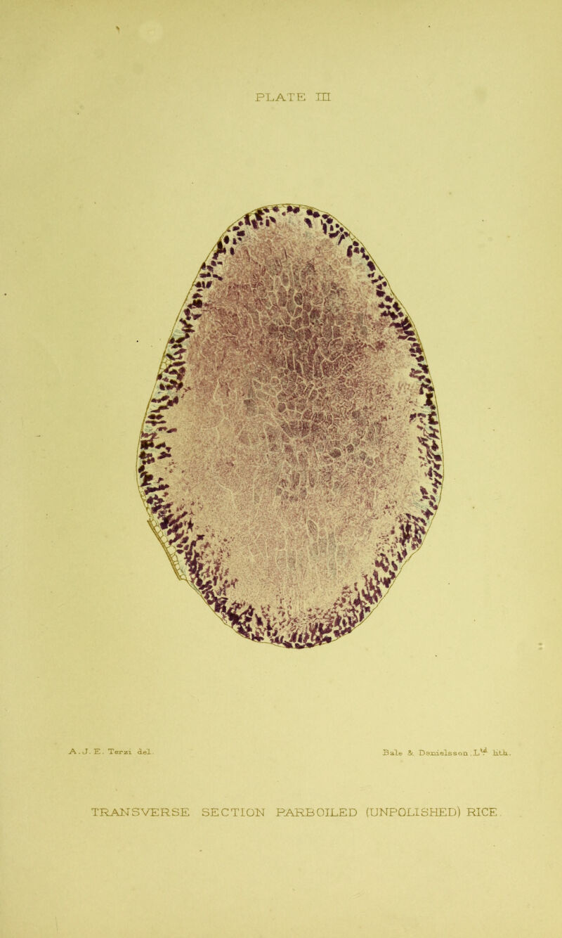 PLATE HI -A..J.E. Terzi del. Bale & Dsjiielssoxi ,I_P Aiti..