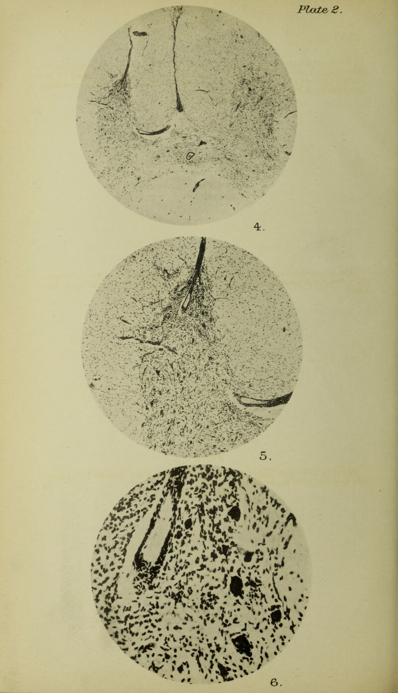 PTxjcbe, 2