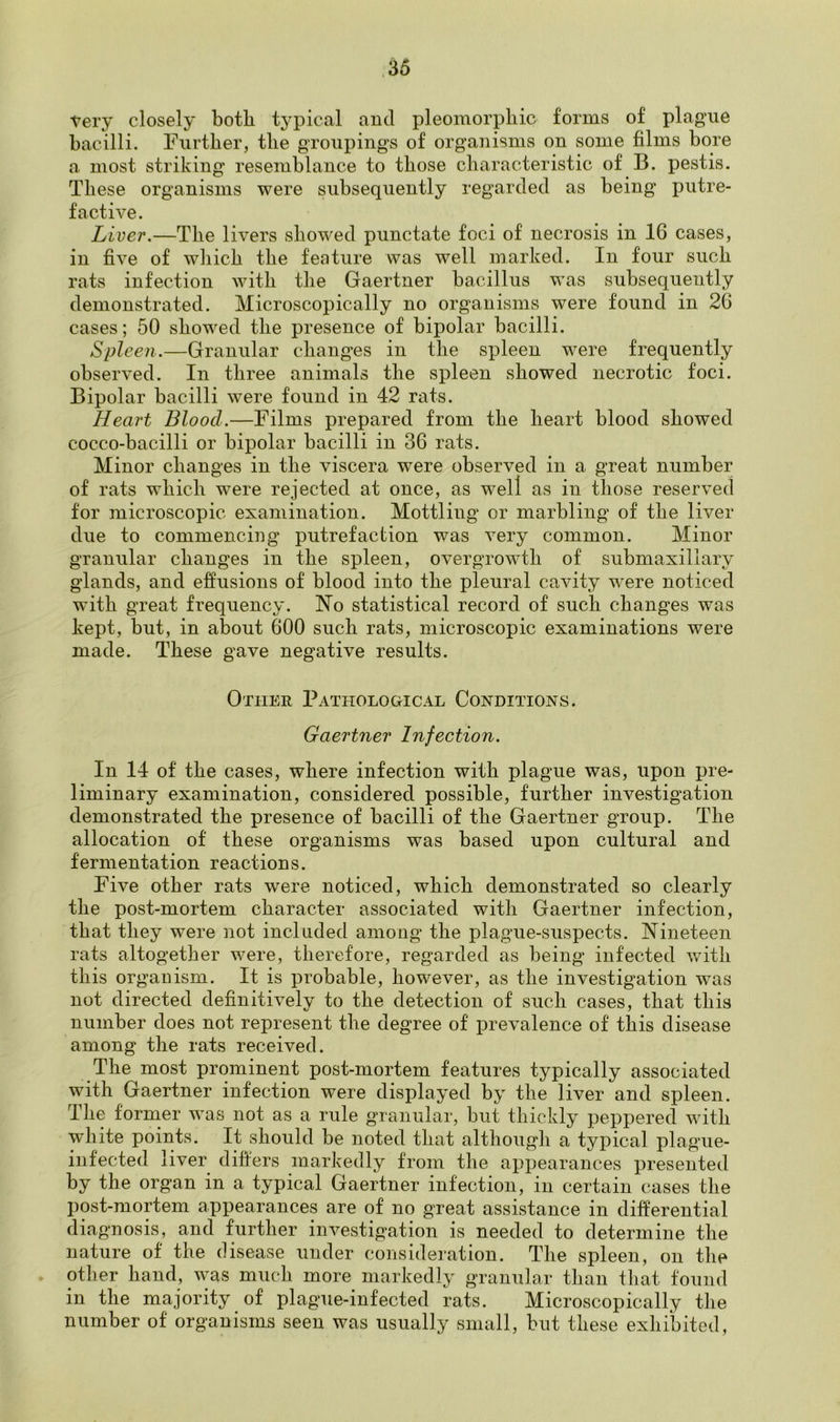 Very closely both typical and pleomorphic forms of plague bacilli. Further, the groupings of organisms on some films bore a most striking resemblance to those characteristic of B. pestis. These organisms were subsequently regarded as being putre- factive. Liver.—The livers showed punctate foci of necrosis in 1G cases, in five of which the feature was well marked. In four such rats infection with the Gaertner bacillus was subsequently demonstrated. Microscopically no organisms were found in 26 cases; 50 showed the presence of bipolar bacilli. Spleen.—Granular changes in the spleen were frequently observed. In three animals the spleen showed necrotic foci. Bipolar bacilli were found in 42 rats. Heart Blood.—Films prepared from the heart blood showed coceo-bacilli or bipolar bacilli in 36 rats. Minor changes in the viscera were observed in a great number of rats which were rejected at once, as well as in those reserved for microscopic examination. Mottling or marbling of the liver due to commencing putrefaction was very common. Minor granular changes in the spleen, overgrowth of submaxillary glands, and effusions of blood into the pleural cavity were noticed with great frequency. No statistical record of such changes was kept, but, in about 600 such rats, microscopic examinations were made. These gave negative results. Other Pathological Conditions. Gaertner Infection. In 14 of the cases, where infection with plague was, upon pre- liminary examination, considered possible, further investigation demonstrated the presence of bacilli of the Gaertner group. The allocation of these organisms was based upon cultural and fermentation reactions. Five other rats were noticed, which demonstrated so clearly the post-mortem character associated with Gaertner infection, that they were not included among the plague-suspects. Nineteen rats altogether were, therefore, regarded as being infected with this organism. It is probable, however, as the investigation was not directed definitively to the detection of such cases, that this number does not represent the degree of prevalence of this disease among the rats received. The most prominent post-mortem features typically associated with Gaertner infection were displayed by the liver and spleen. The former was not as a rule granular, but thickly peppered with white points. It should be noted that although a typical plague- infected liver differs markedly from the appearances presented by the organ in a typical Gaertner infection, in certain cases the post-mortem appearances are of no great assistance in differential diagnosis, and further investigation is needed to determine the nature of the disease under consideration. The spleen, on the other hand, was much more markedly granular than that found in the majority of plague-infected rats. Microscopically the number of organisms seen was usually small, but these exhibited,