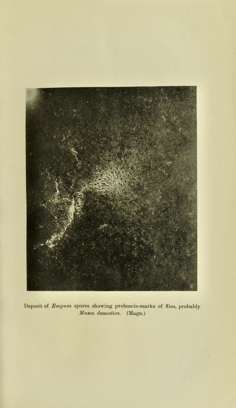 Deposit of Empusa spores showing proboscis-marks of flies, probably Musca domestica. (Magn.)