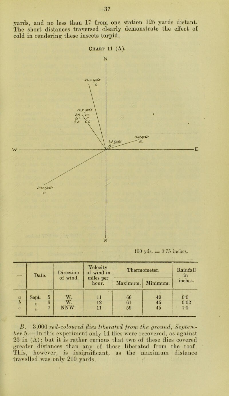 yards, and no less than 17 from one station 125 yards distant. The short distances traversed clearly demonstrate the effect of cold in rendering these insects torpid. Chart 11 (A). s 100 yds. = 0‘75 inches. — Date. Direction of wind. Velocity of wind in miles per hour. Thermometer. Rainfall in inches. Maximum. Minimum. a Sept. 5 W. 11 66 49 o-o b „ 6 W. 12 61 45 0-02 c » 7 NNW. 11 59 45 0-0 B. 3,000 red-coloured flies liberated from the ground, Septem- ber. 5.—In this experiment only 14 flies were recovered, as against 23 in (A); but it is rather curious that two of these flies covered greater distances than any of those liberated from the roof. This, however, is insignificant, as the maximum distance travelled was only 210 yards.